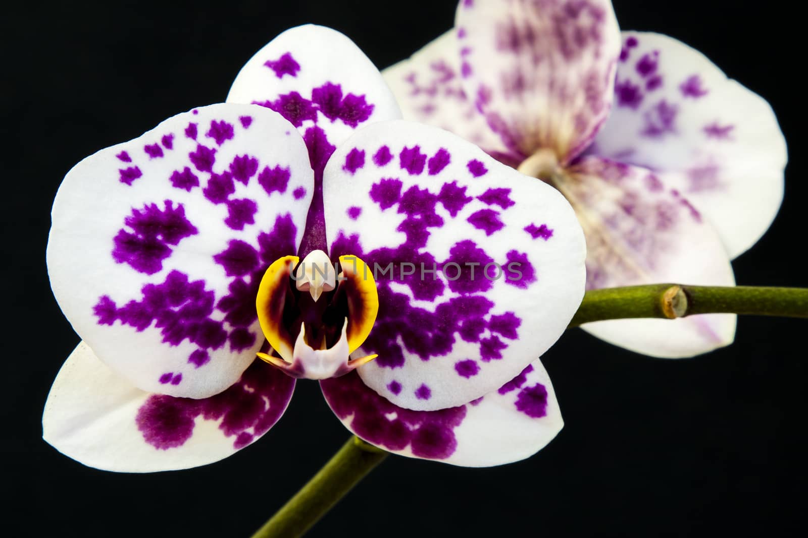 Close up view of orchid on black background