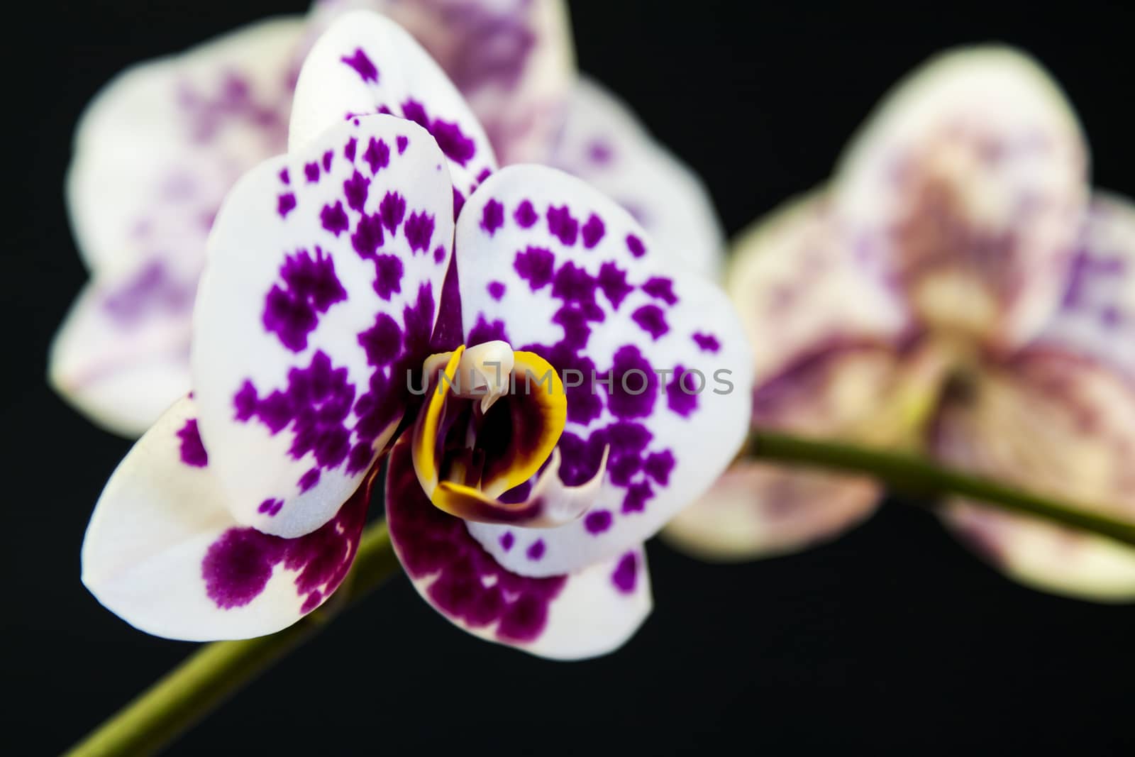 Orchid by nicobernieri