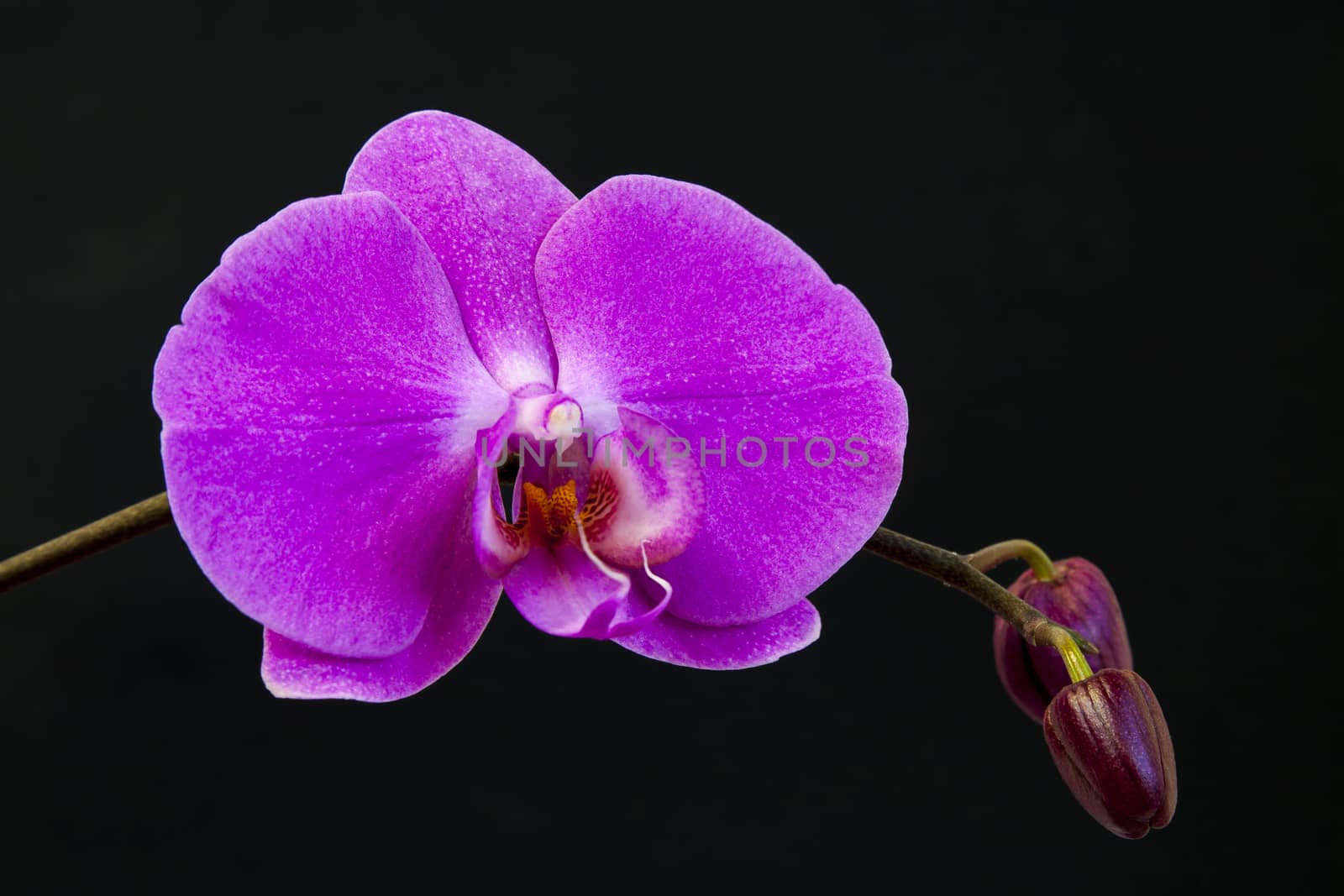 Close up view of orchid on black background