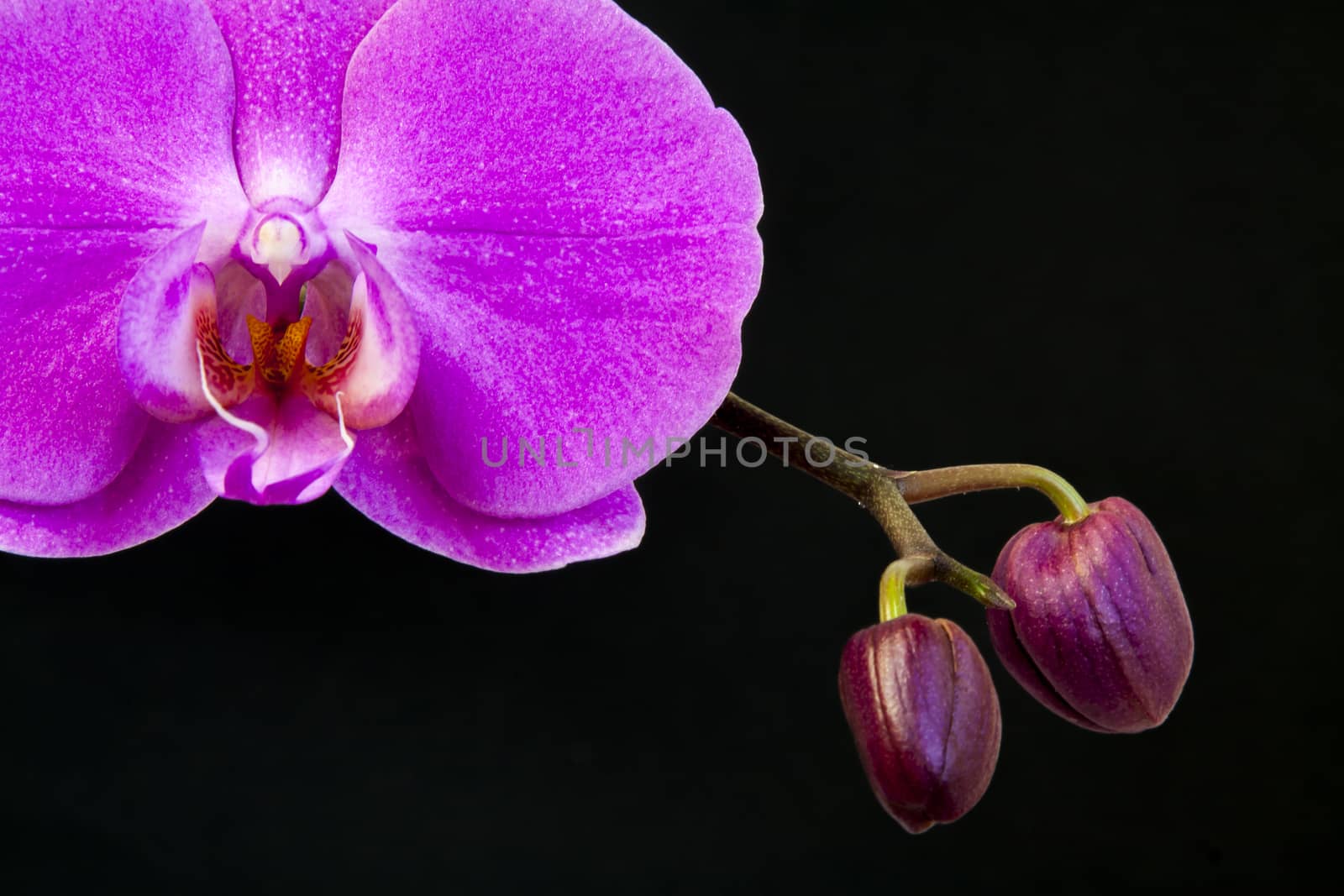 Close up view of orchid on black background