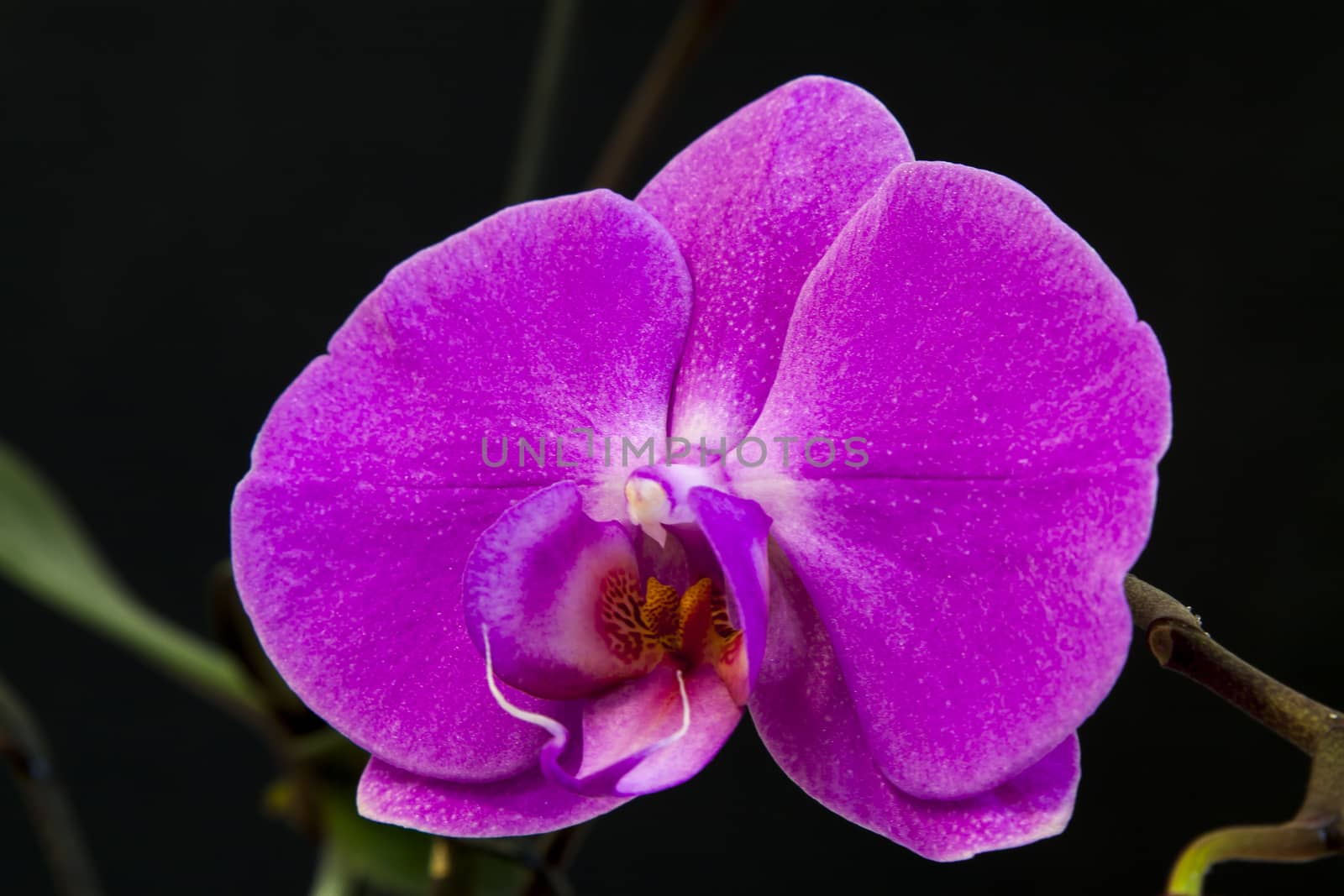 Close up view of orchid on black background