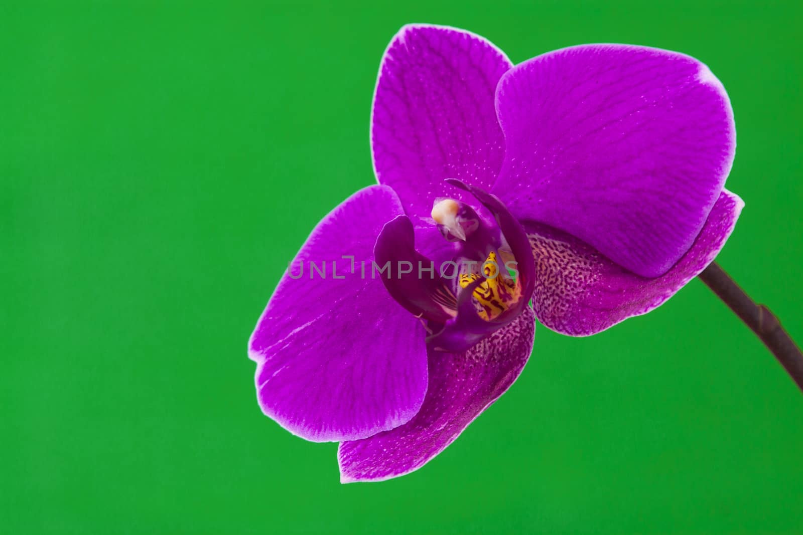 Purple Orchid by nicobernieri