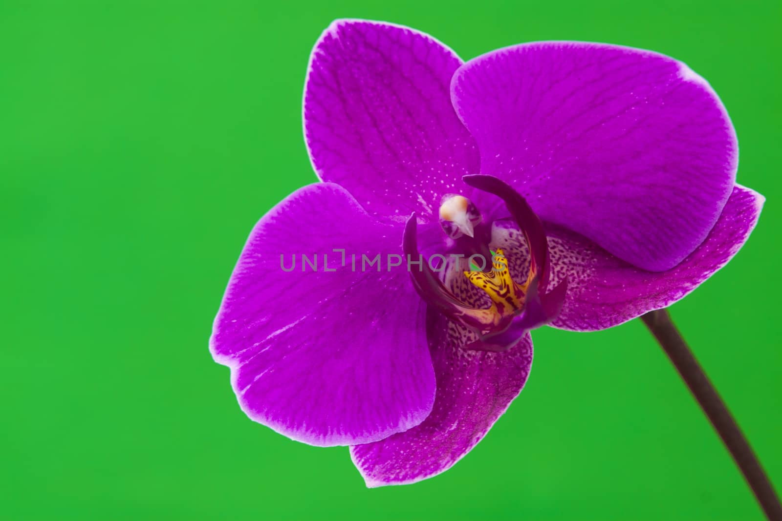 Close up view of purple orchid on green background