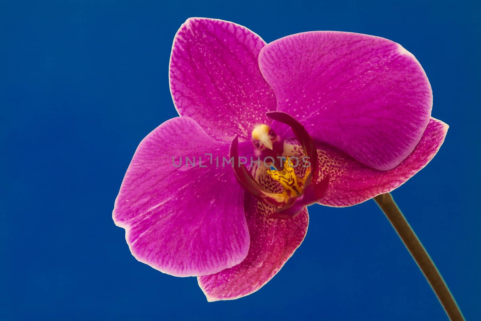 Close up view of purple orchid on blue background