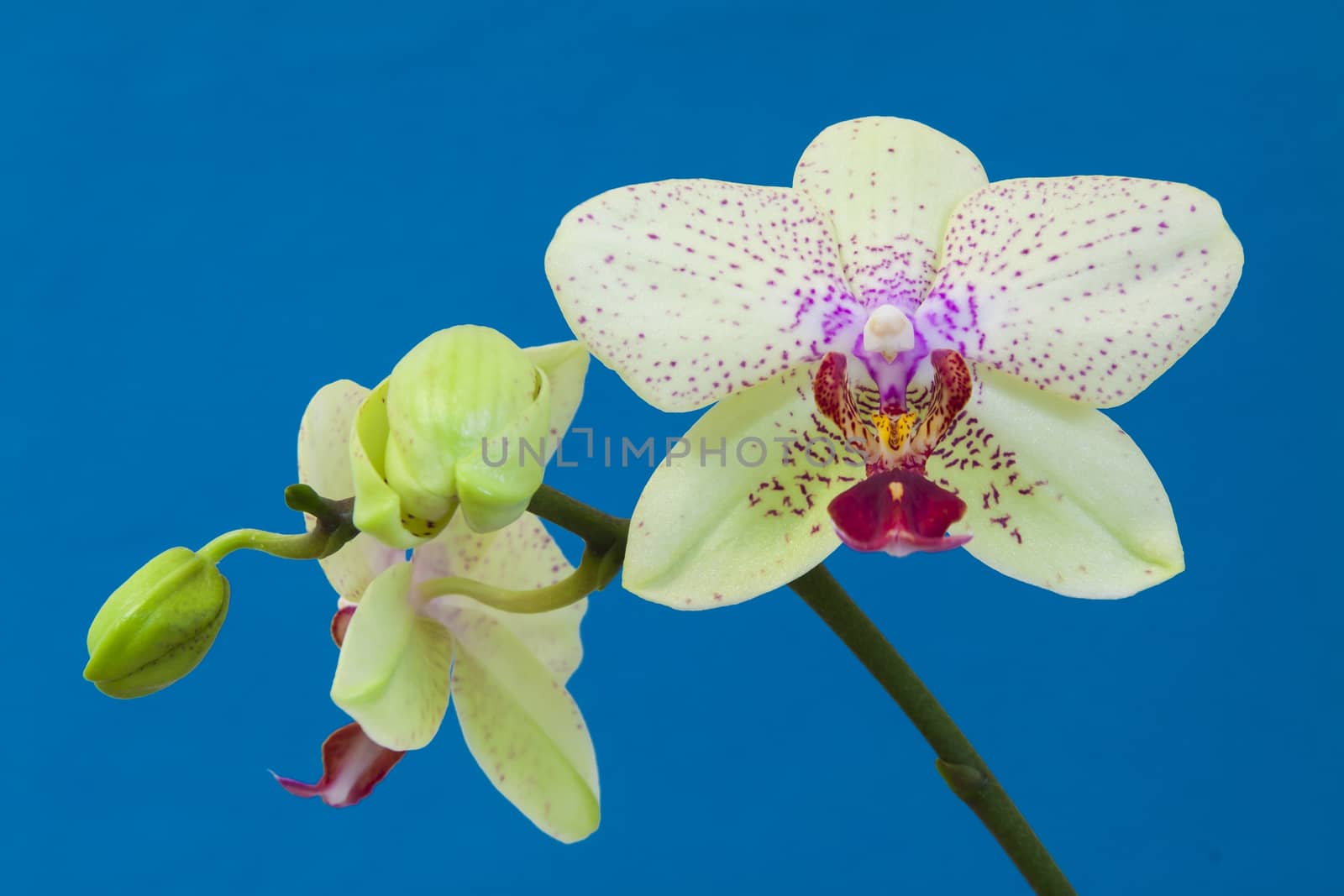 Close up view of white orchid on blue background