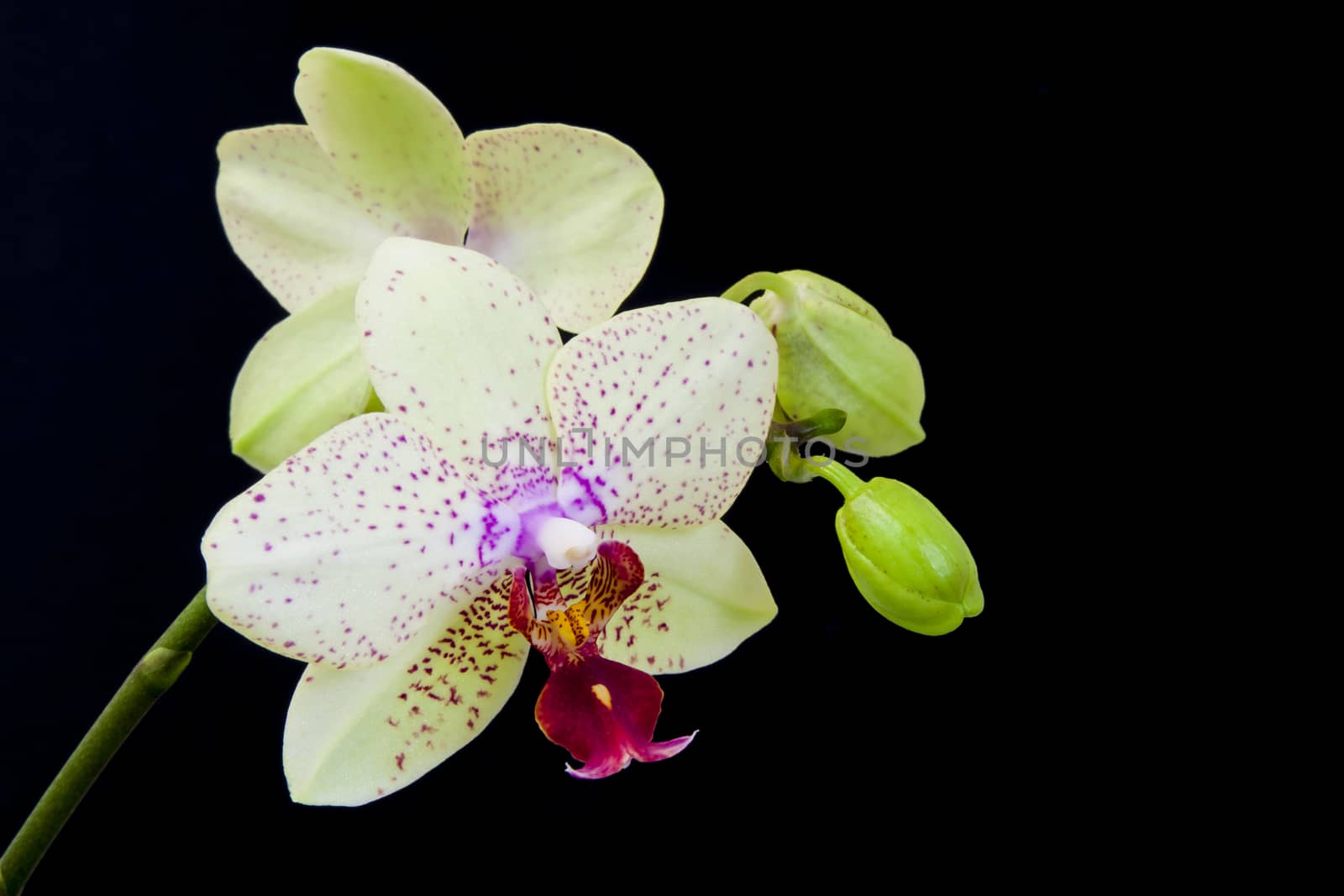 Close up view of white orchid on black background