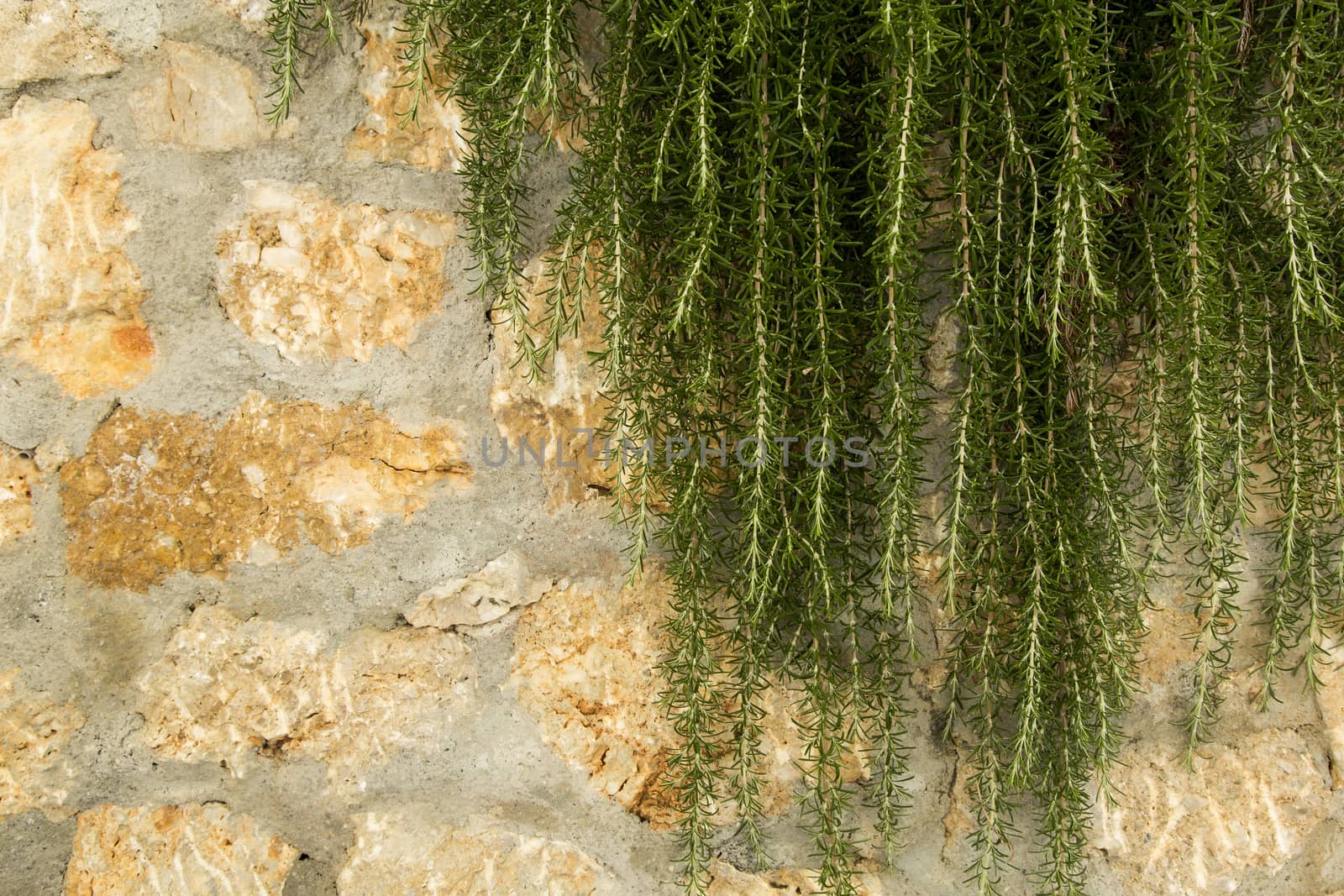 View of a detail of a wall of a house with rosemary