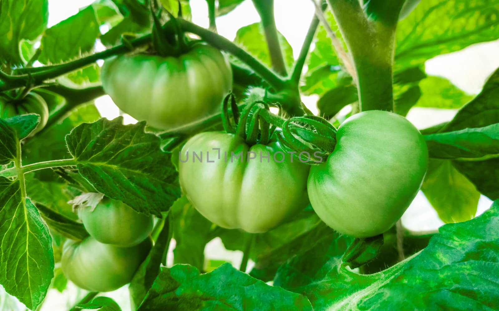 Green tomatoes in the greenhouse . Agriculture concept.