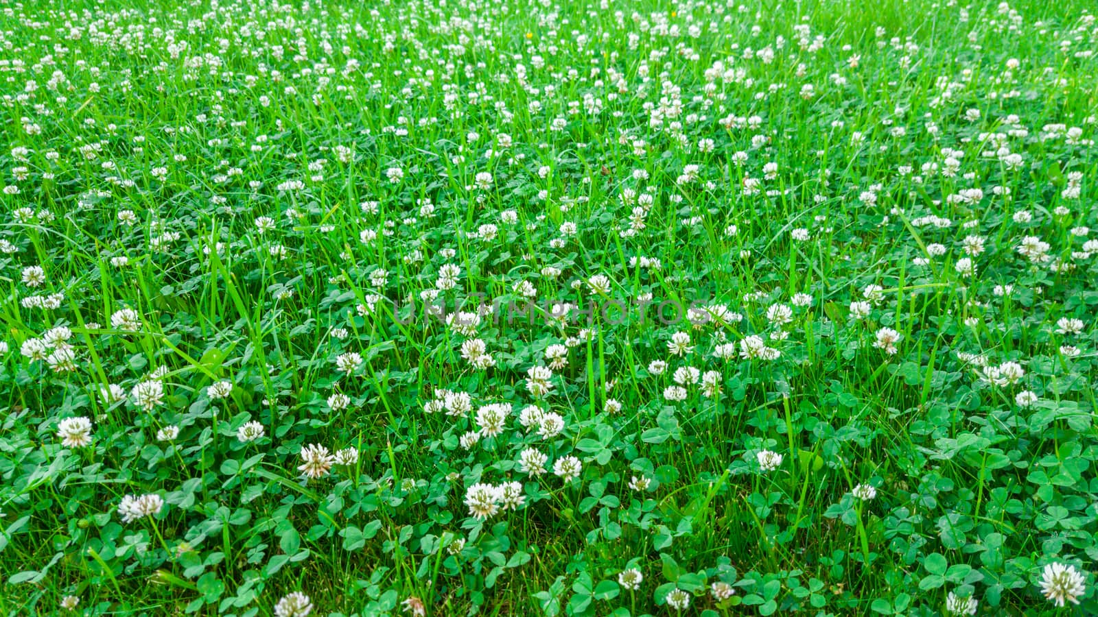 Medicinal plant, white clover field. Natural background