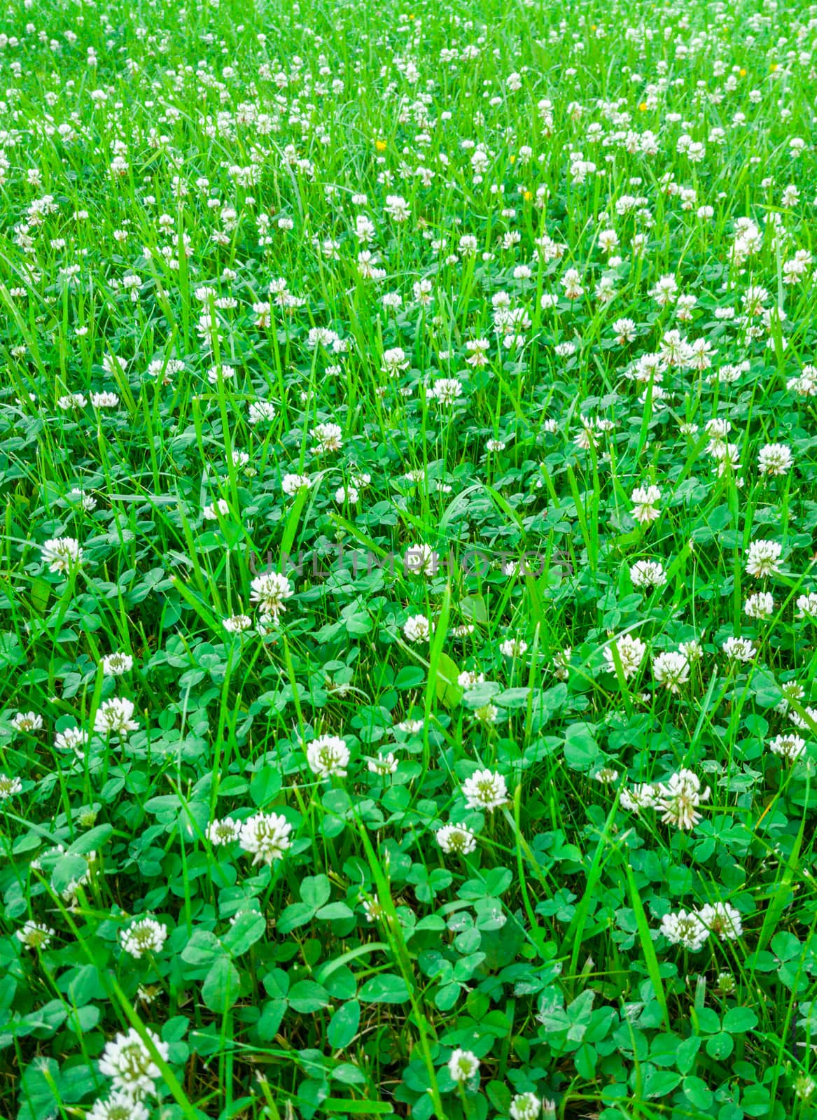 Medicinal plant, white clover field. by zeffss