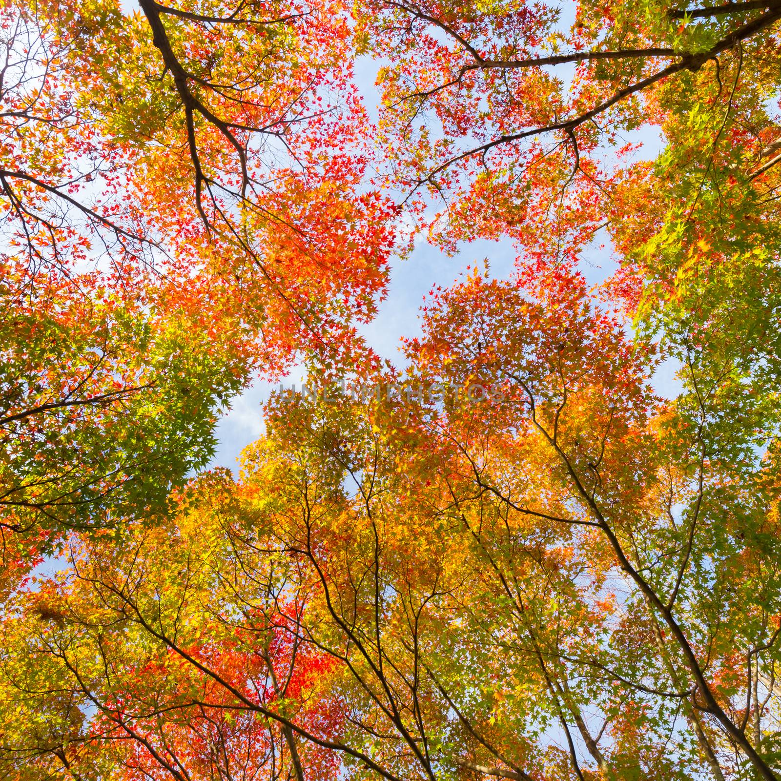 The warm autumn sun shining through colorful treetops, with beautiful bright blue sky.