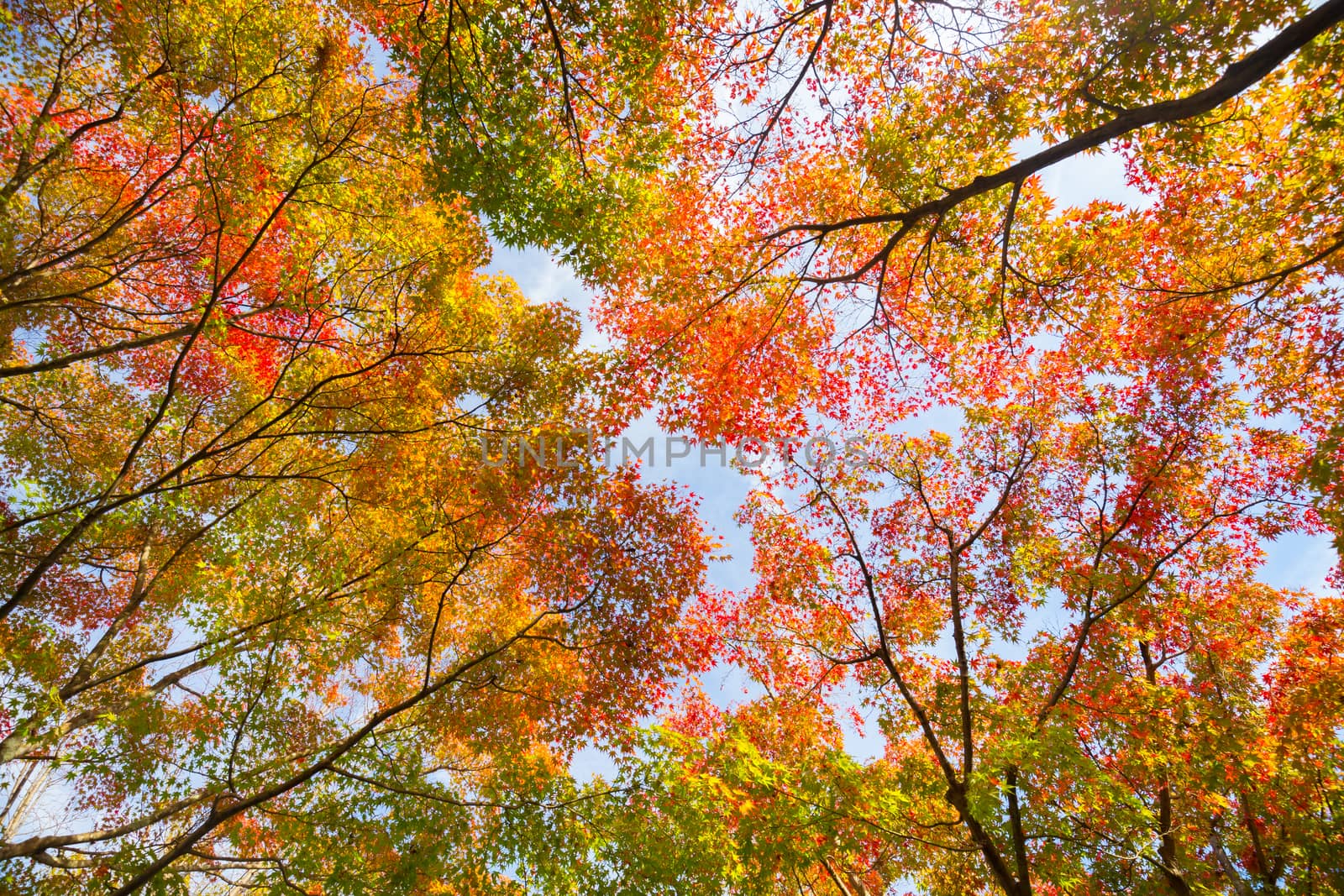 The warm autumn sun shining through colorful treetops, with beautiful bright blue sky.