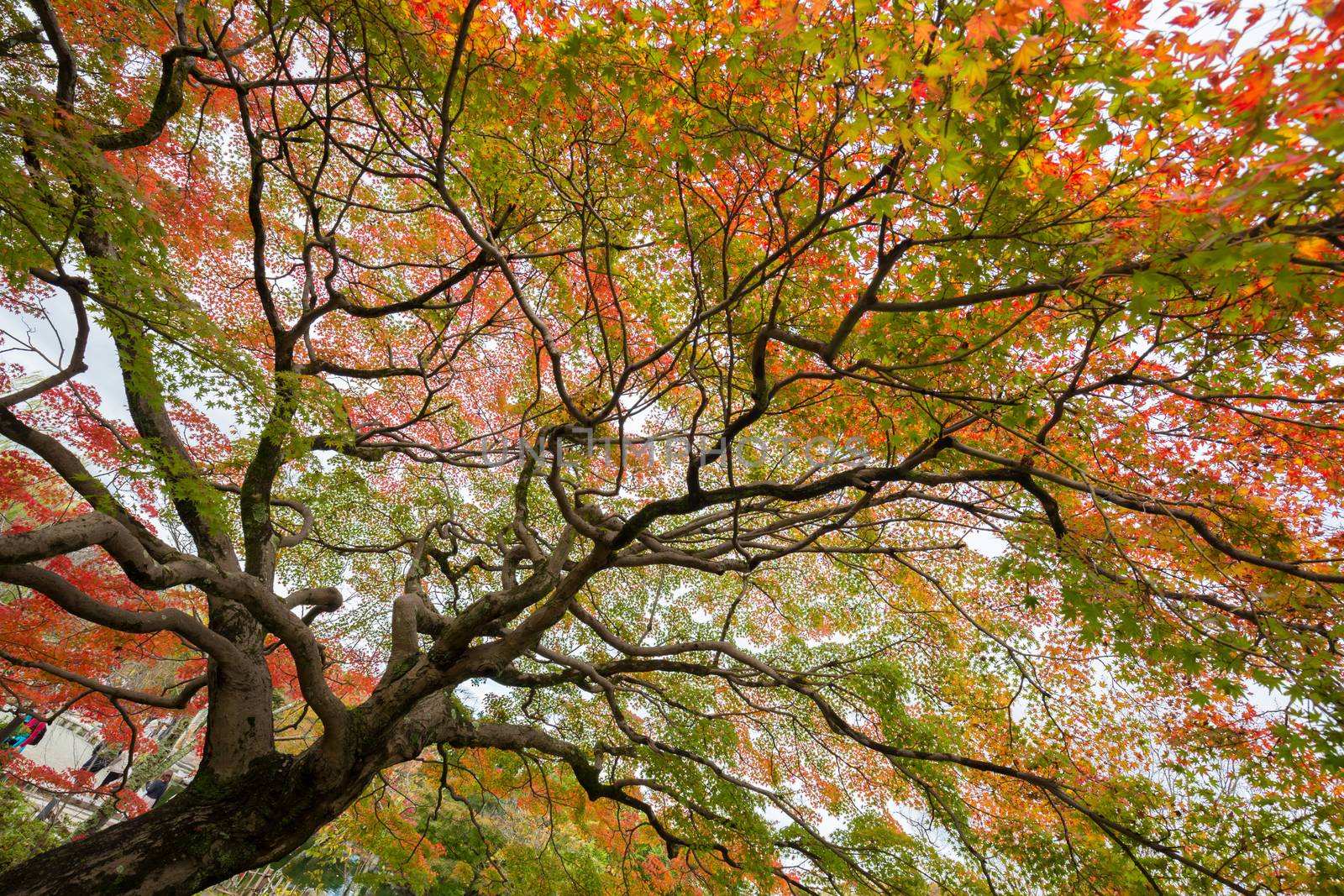 Beautiful colorful tree in lush autumn season.