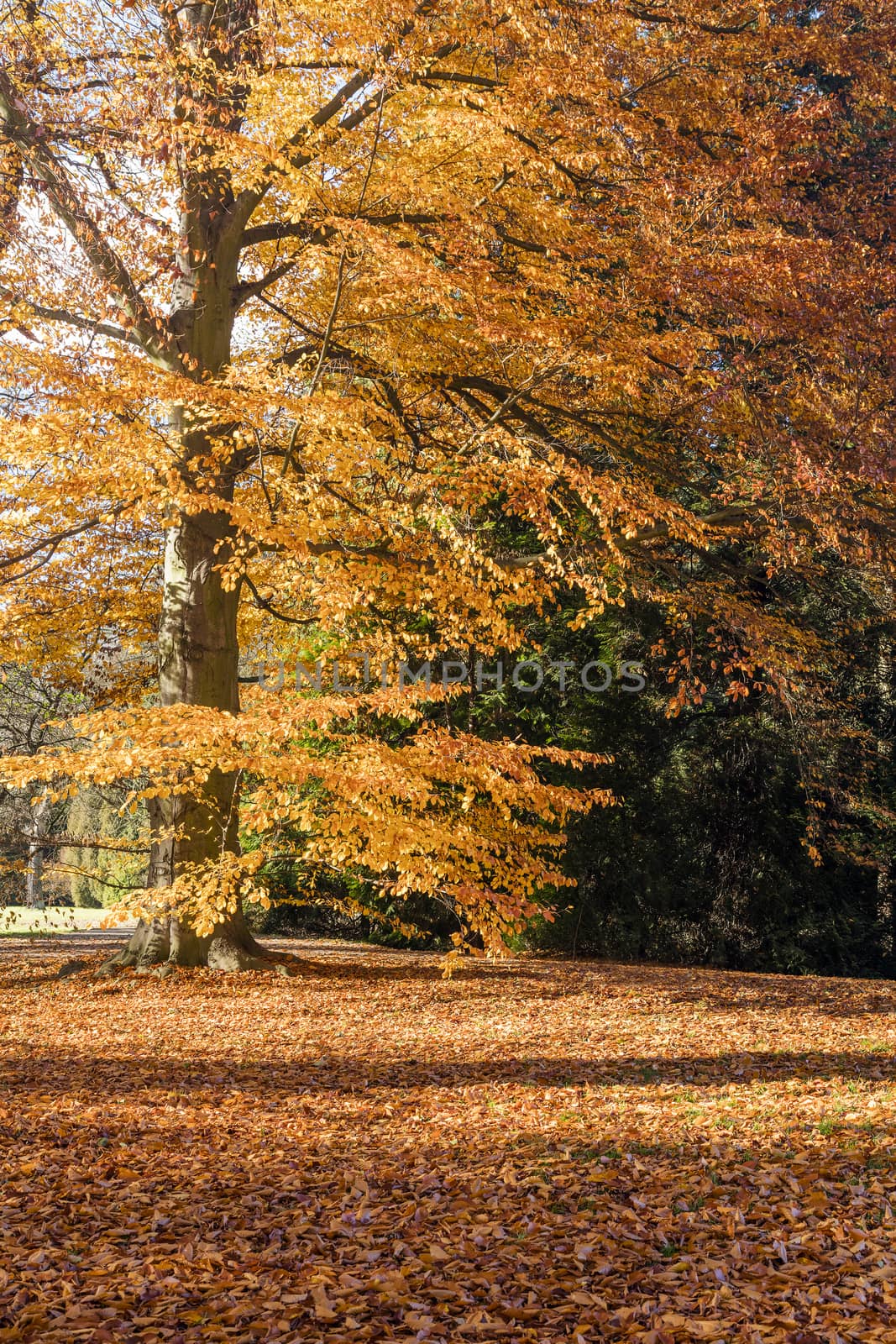 The leafy forest in the morning sunshine