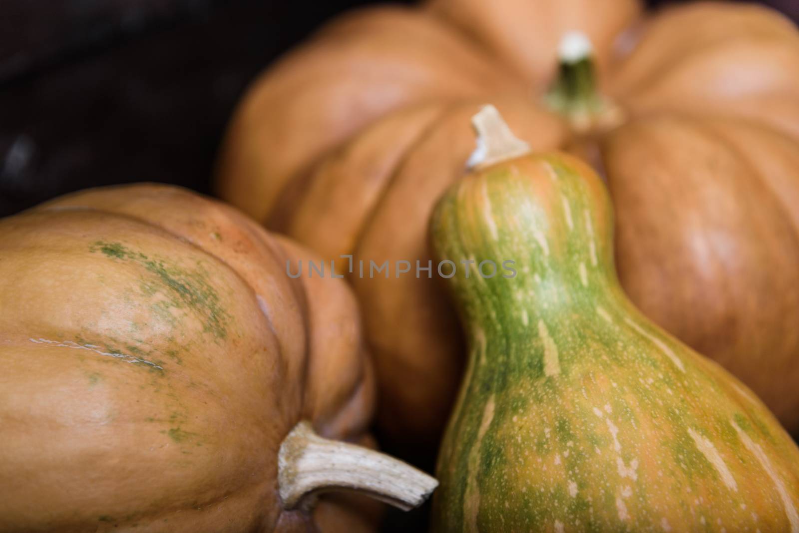 pumpkins by Andreua