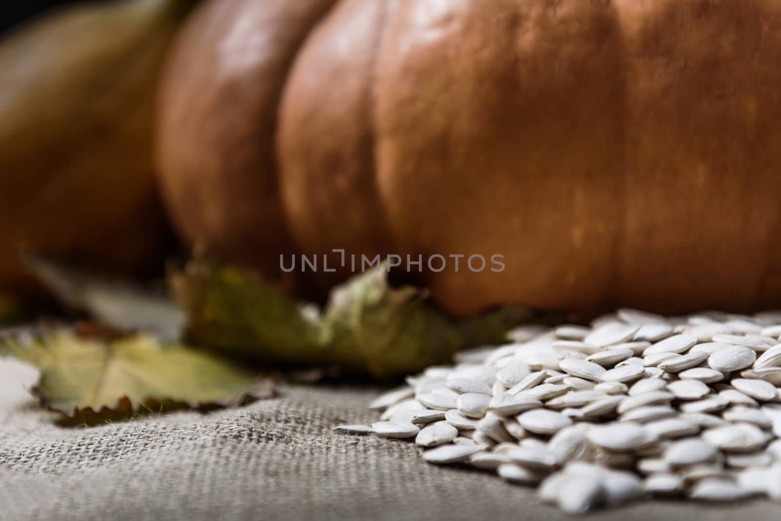 pumpkins lying on a wooden table with viburnum and seeds