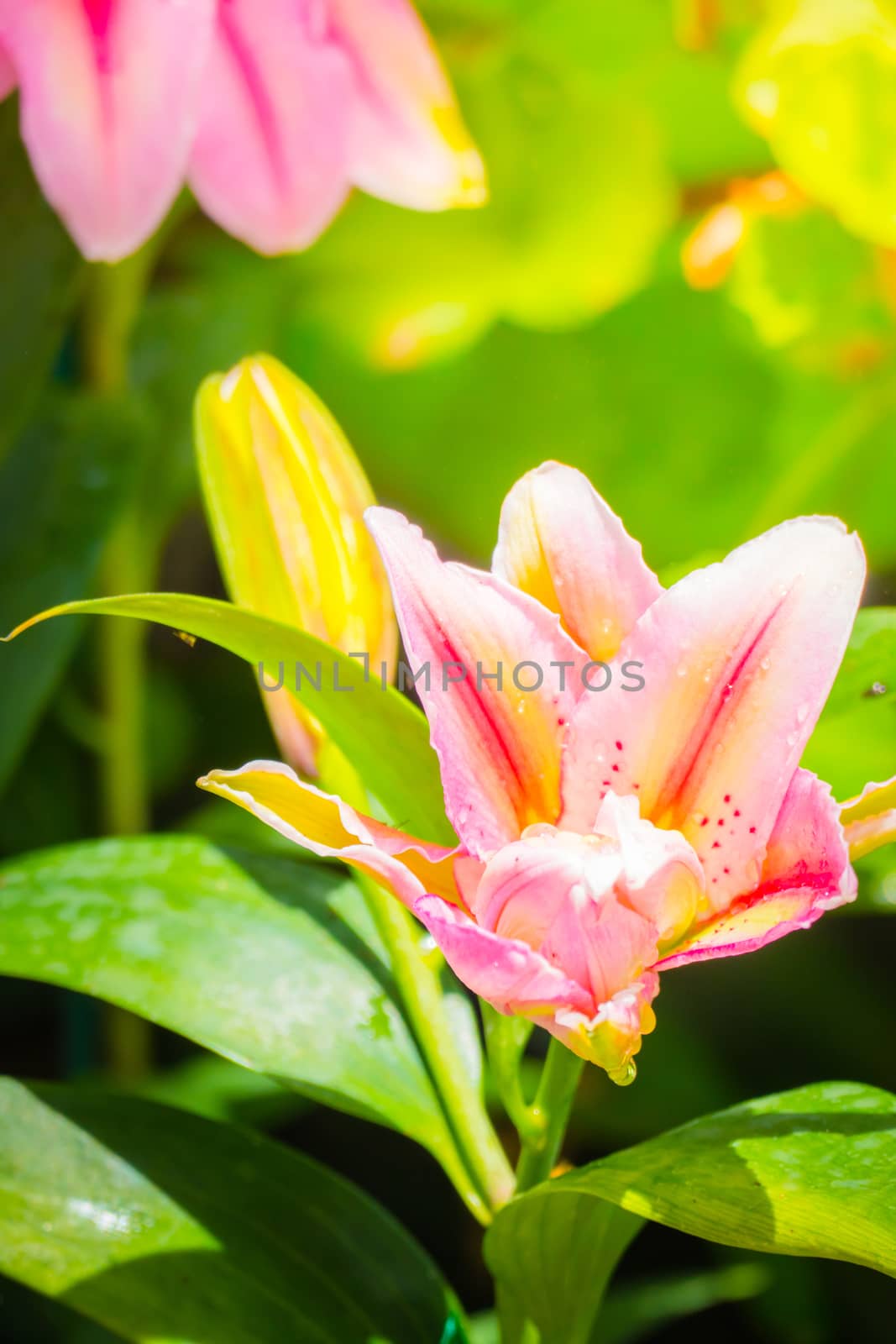 Lily Flower in the garden