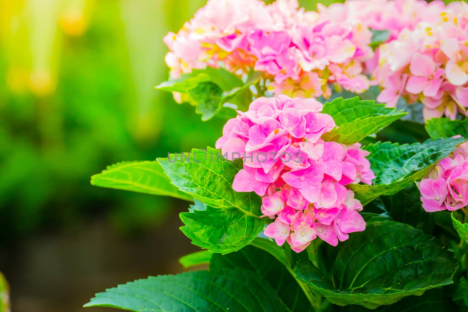 The background image of the colorful flowers, background nature