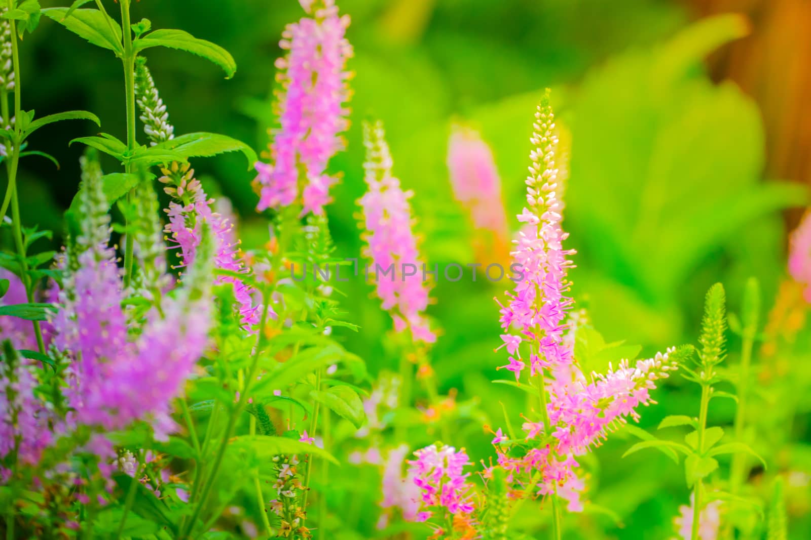 The background image of the colorful flowers, background nature