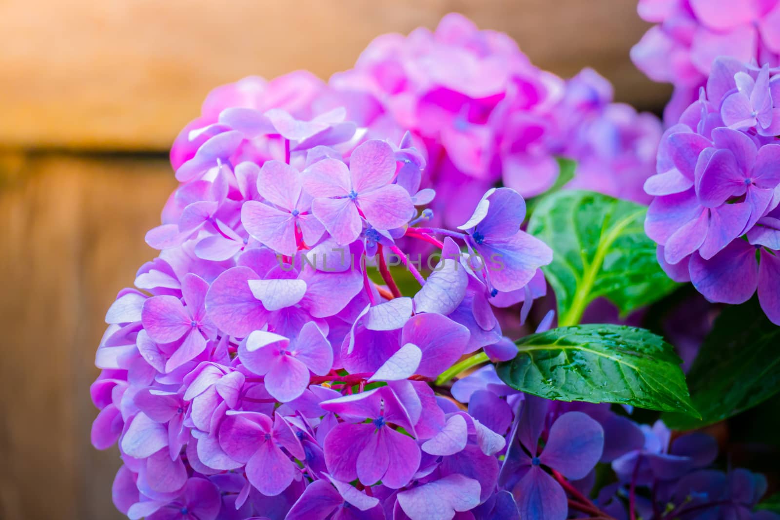 The background image of the colorful flowers, background nature