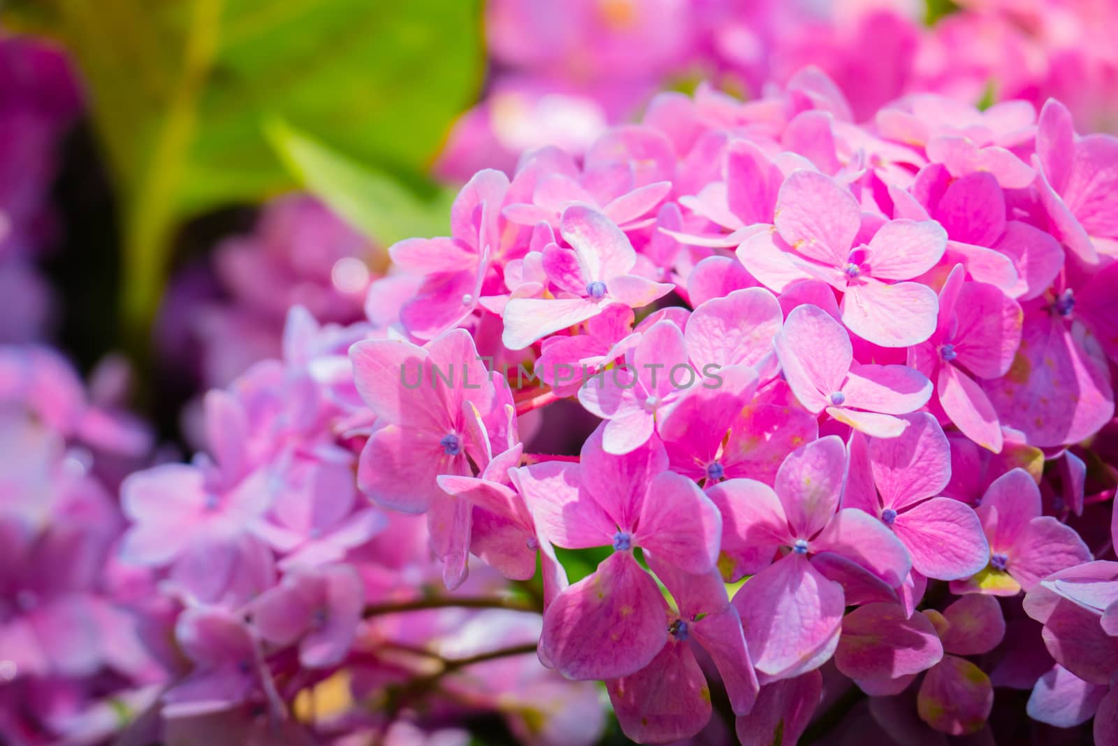 The background image of the colorful flowers, background nature