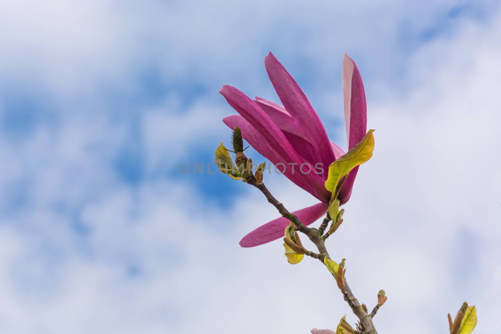 Spring magnolia flower against a blue sky.