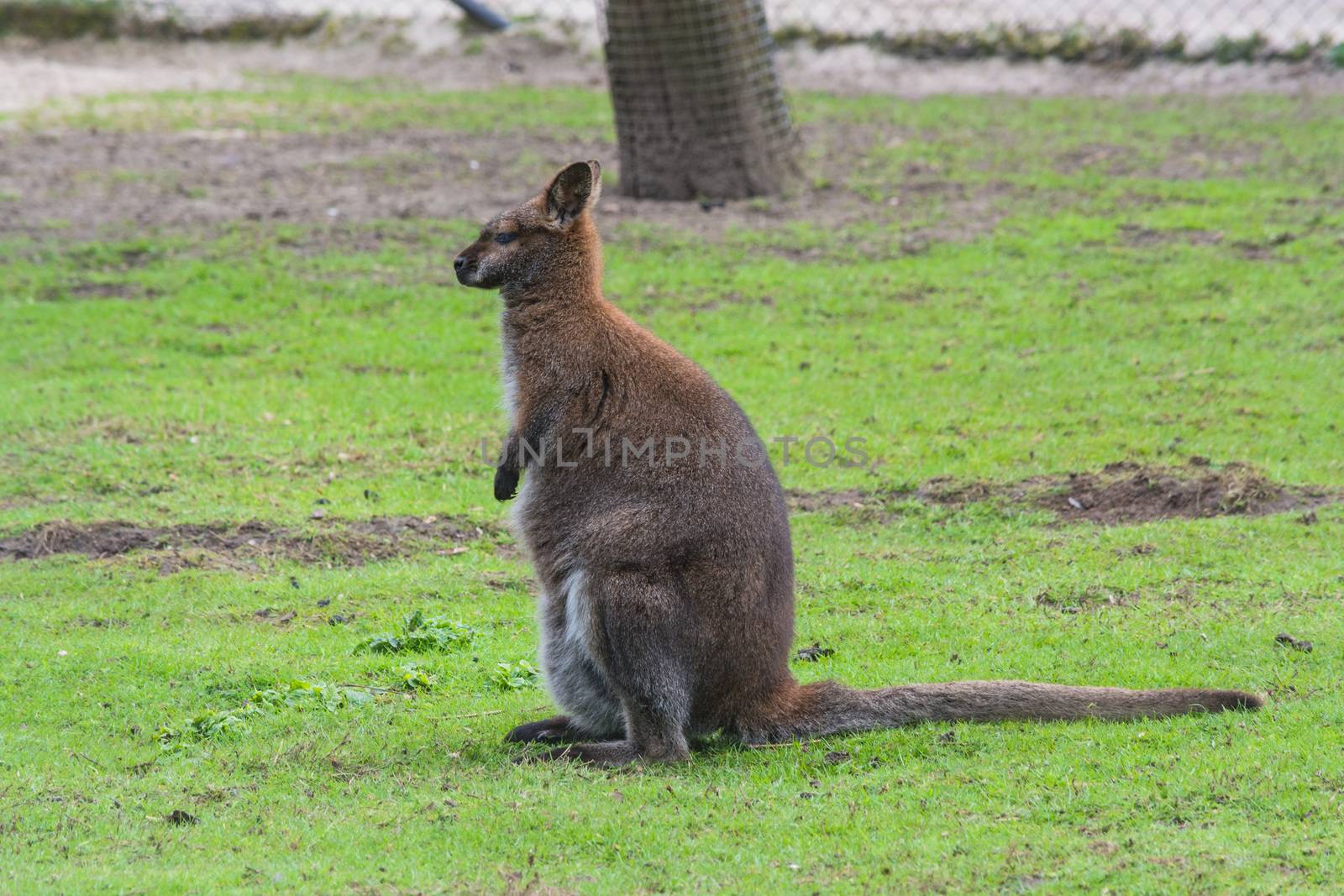 Kangaroo in its natural habitat by JFsPic