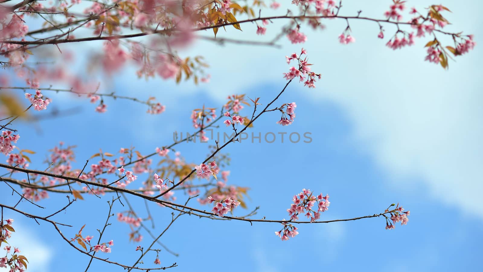 sakura flower in blue sky day summer