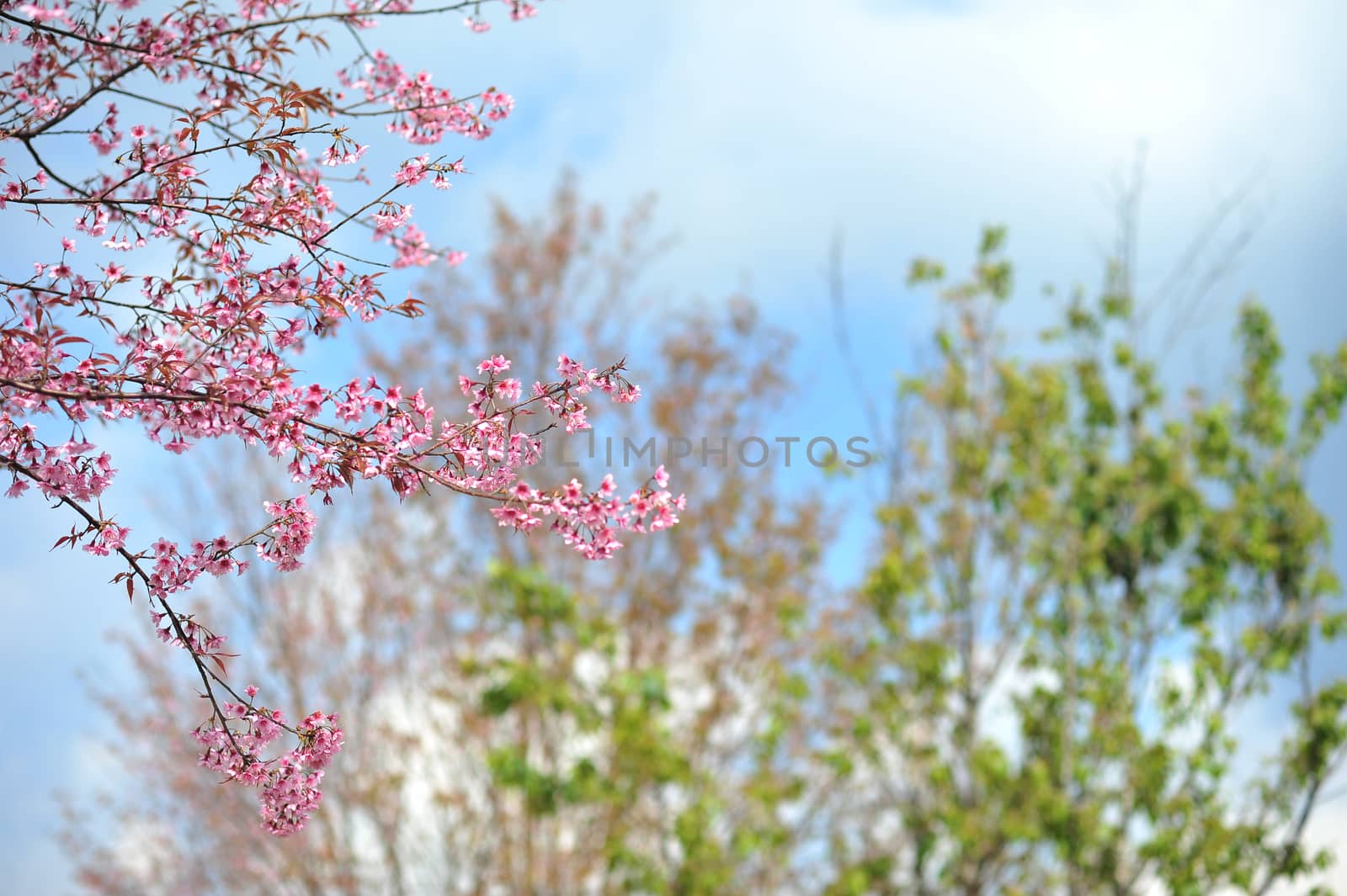 pink sakula flower in blue sky summer day by yotananchankheaw