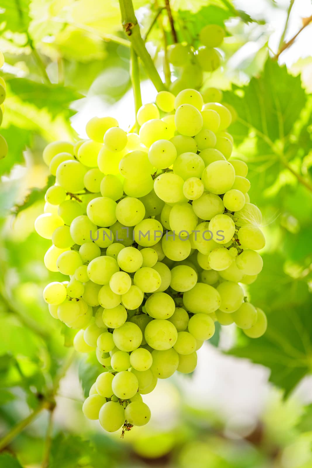 Bunch of white grapes by fogen