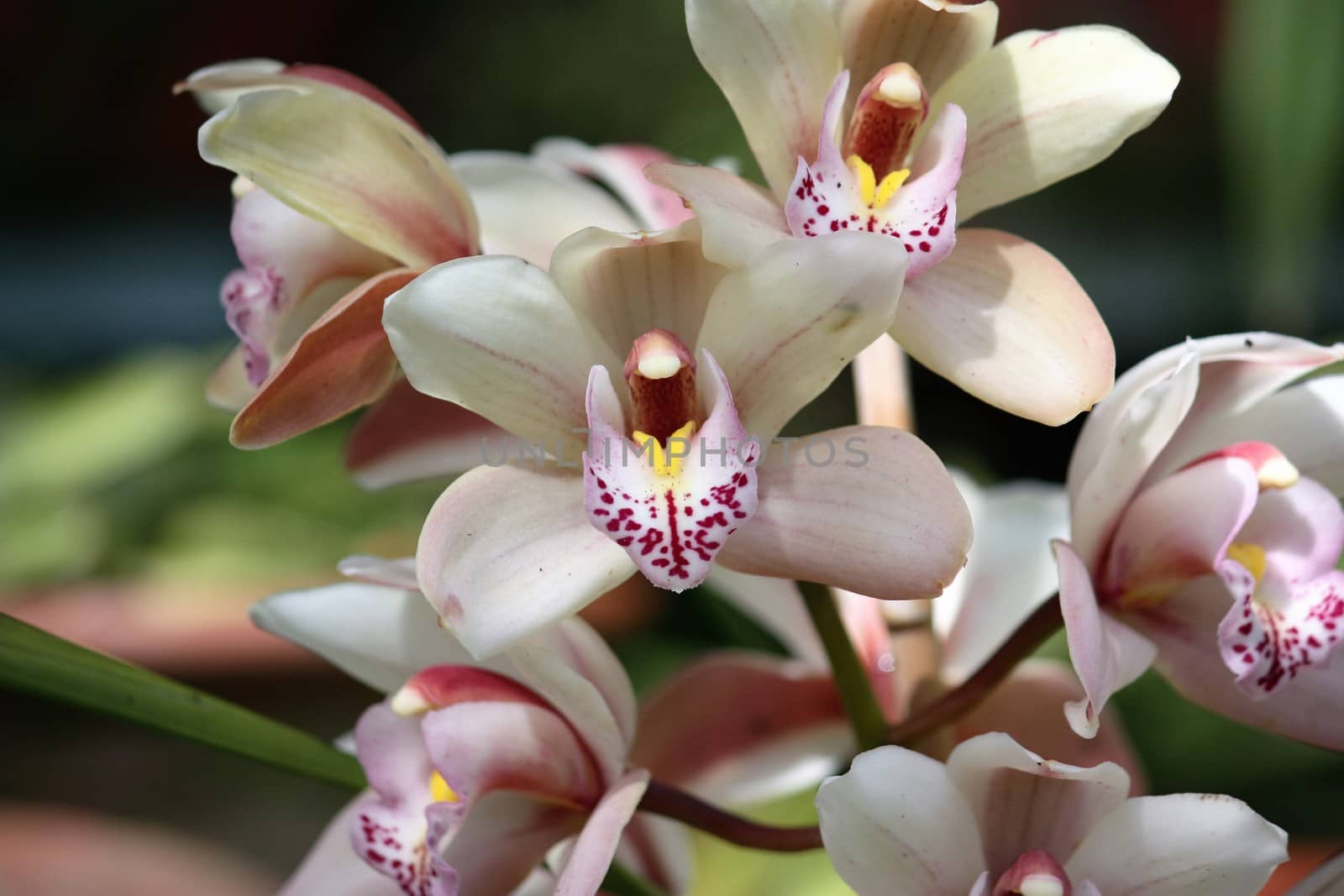 Orchid on Madeira, Portugal