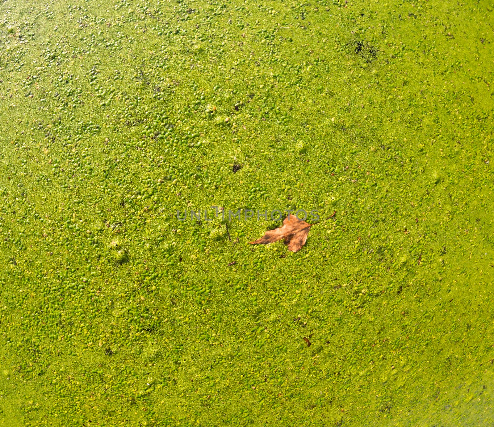The surface of the swamped pond covered with duckweed by straannick