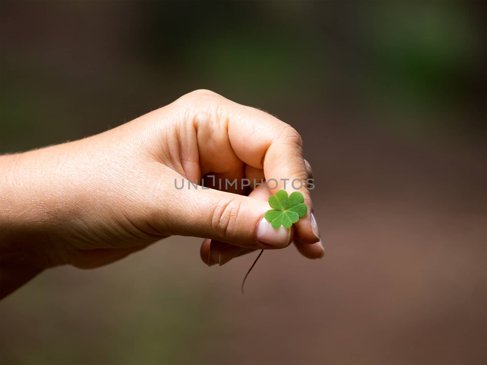 The rare find, a symbol of good luck - four-leaves clover from the Rhodope mountains forest (Bulgaria)