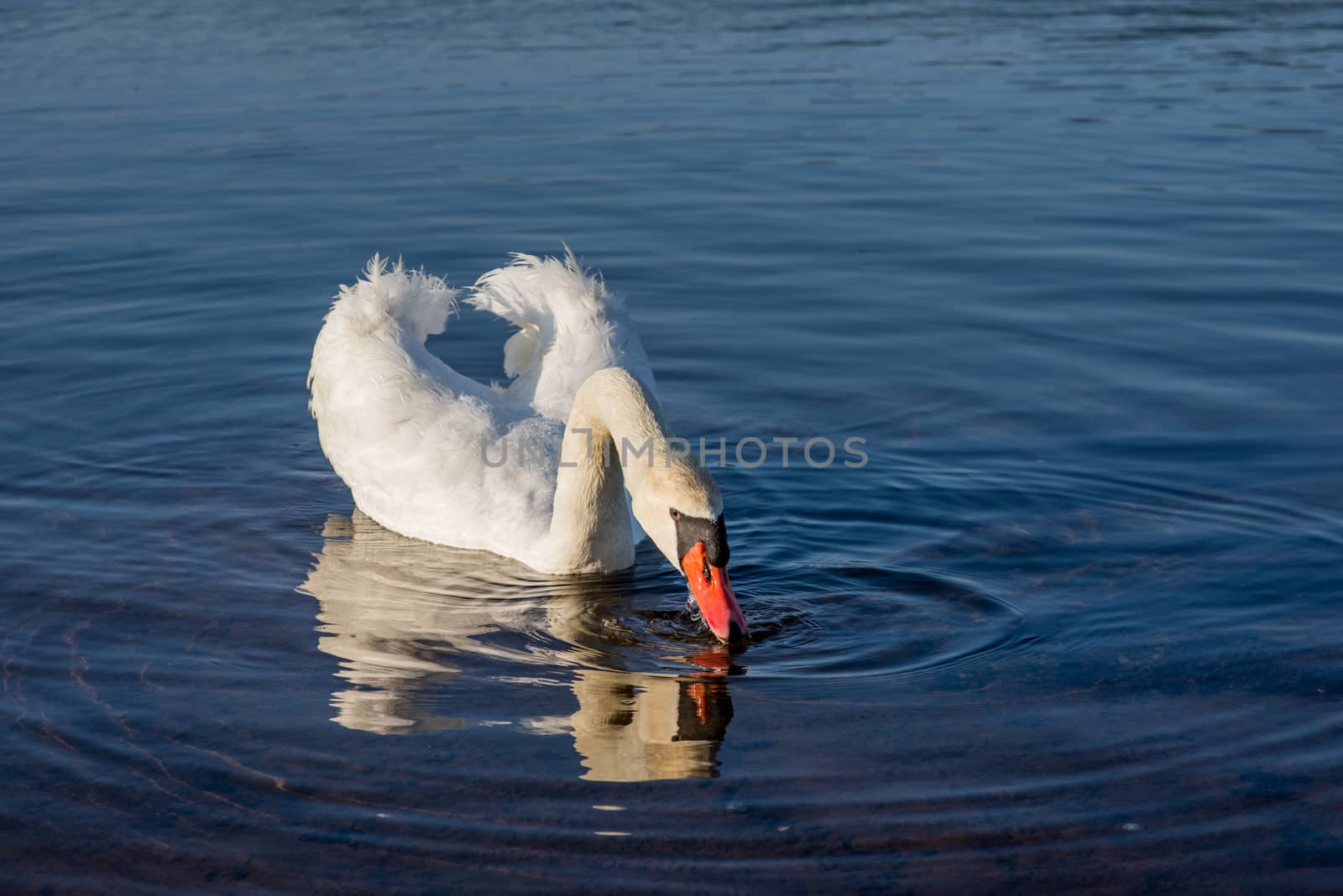 White Swans on the lake by chanwity