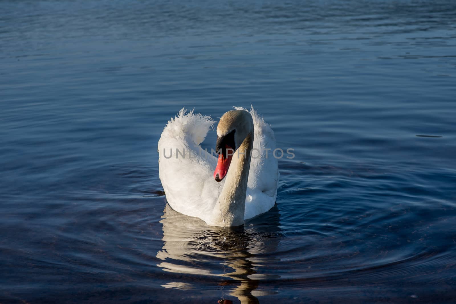 White Swans on the lake