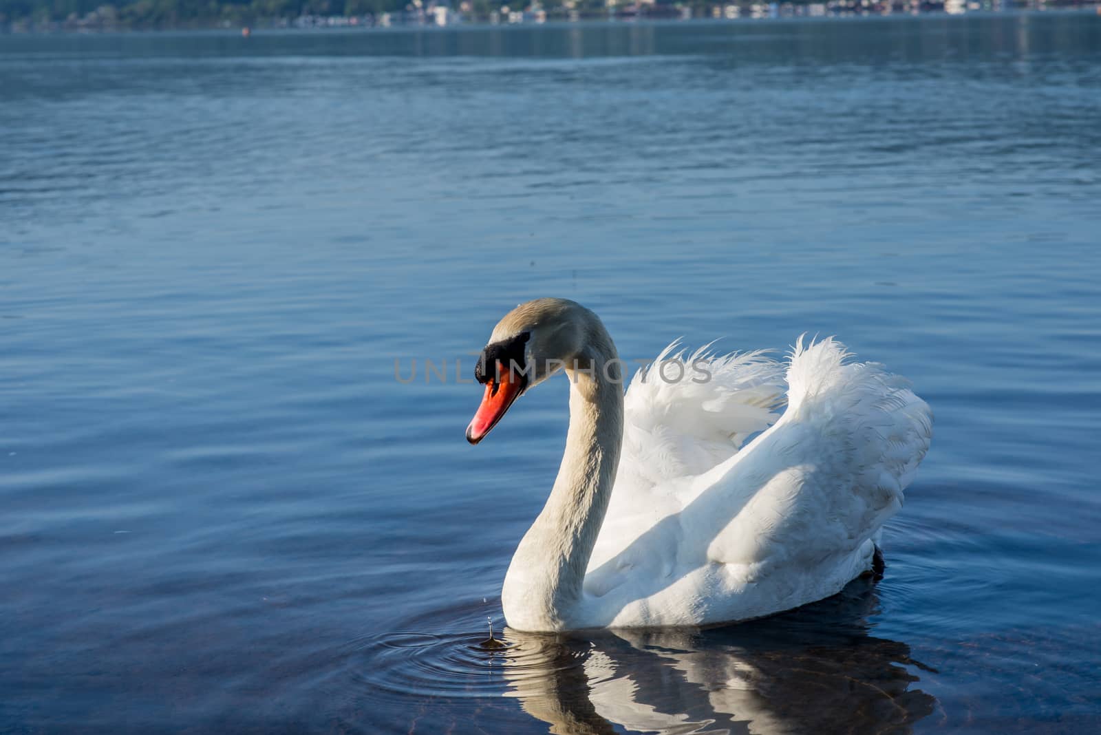 White Swans on the lake by chanwity