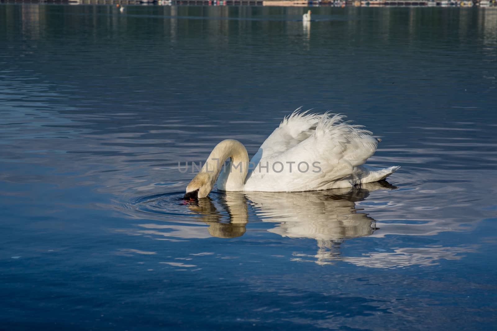 White Swans on the lake by chanwity