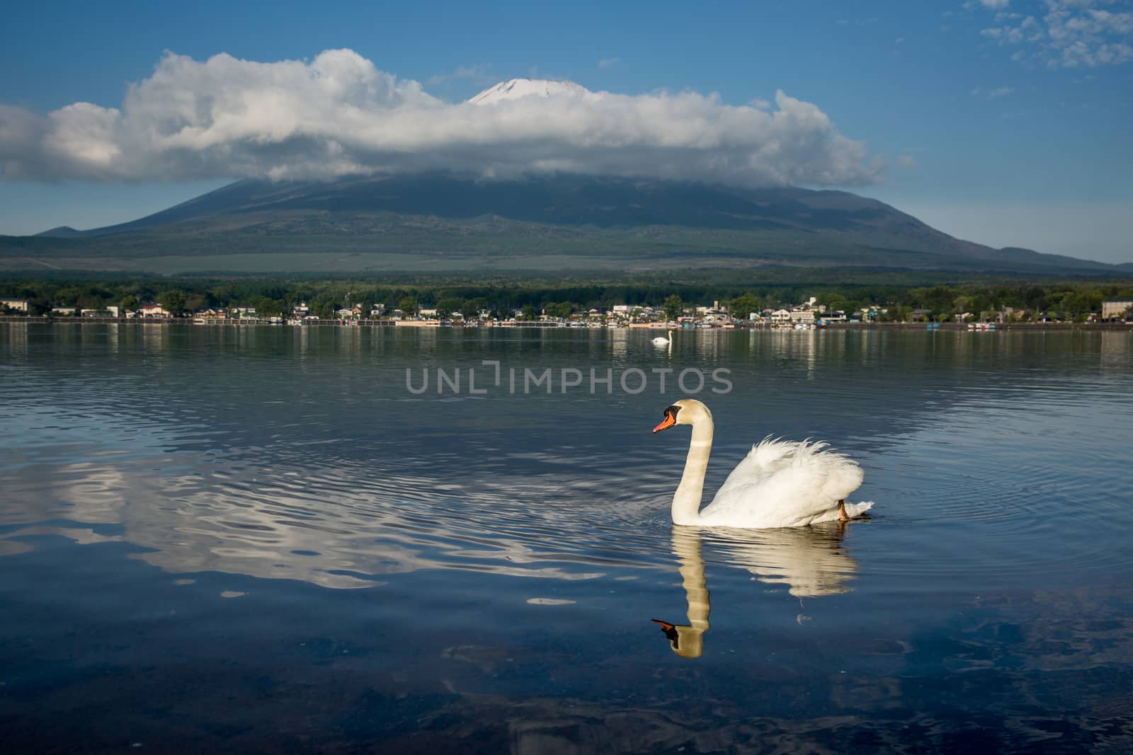 White swan with the reflection of MT Fuji on the background by chanwity