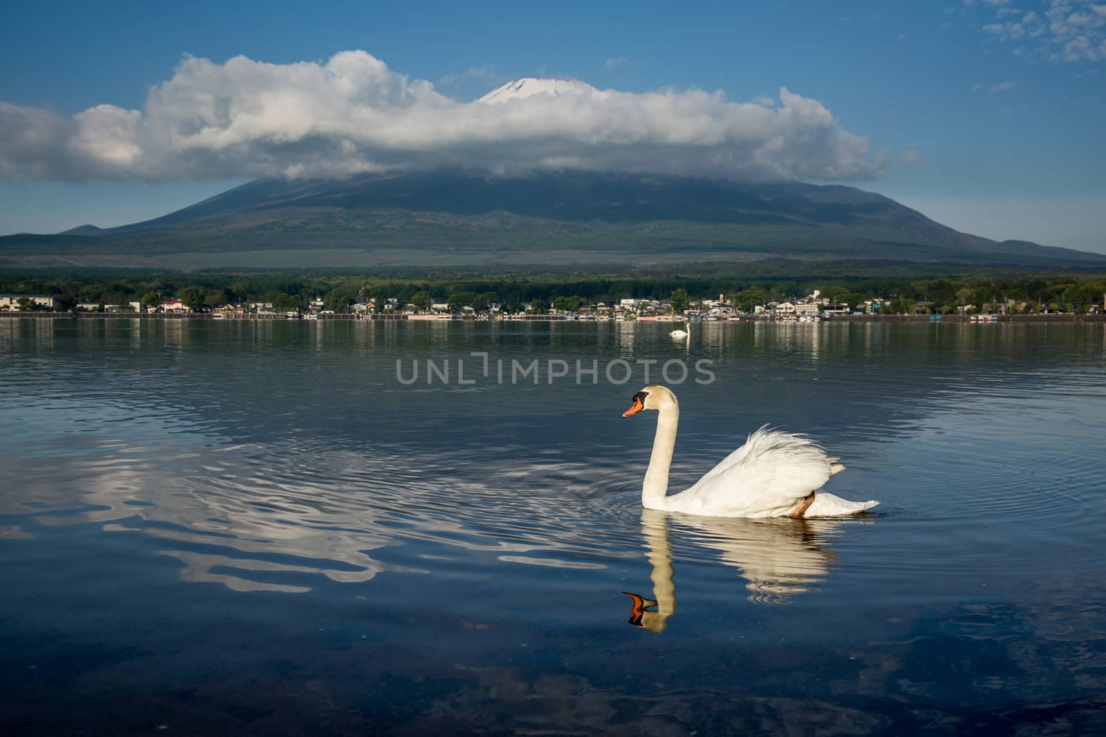 White swan with the reflection of MT Fuji on the background