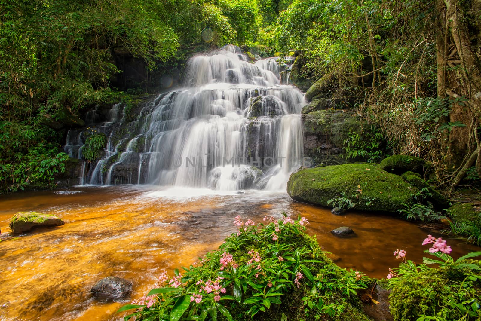 Mun-Dang's waterfall with antirrhinum flower which bloom only once a year at 5th floor in Petchaboon province,Thailand