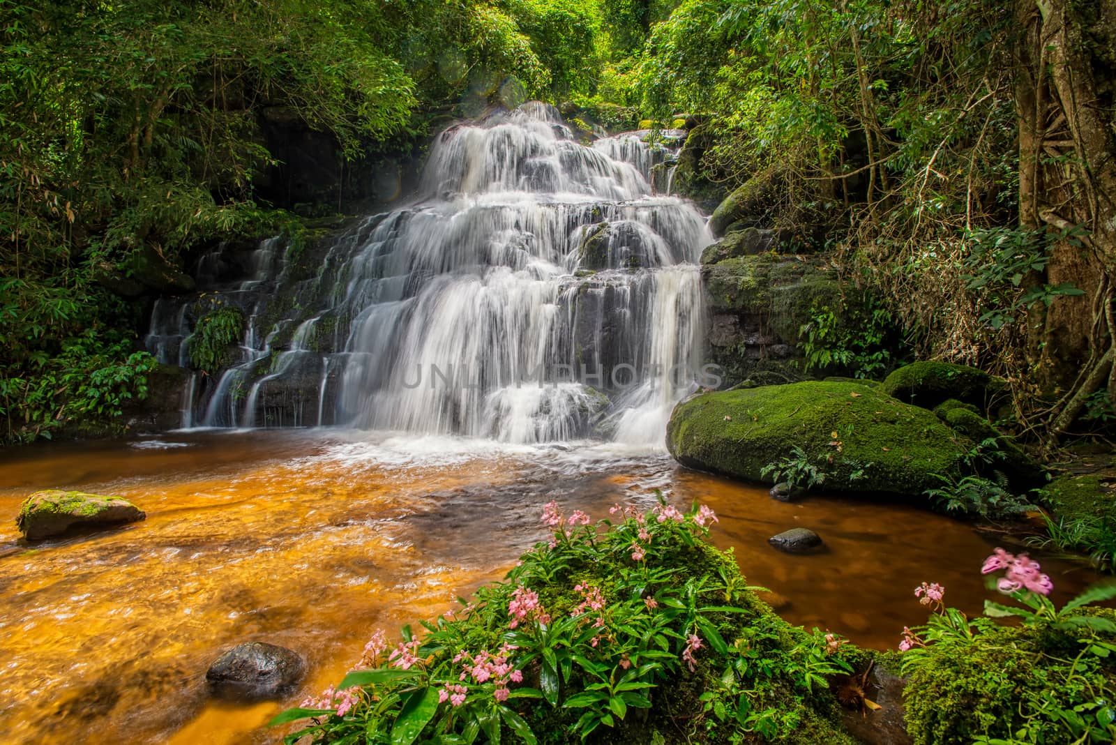 Mun-Dang's waterfall with antirrhinum flower which bloom only once a year at 5th floor in Petchaboon province,Thailand