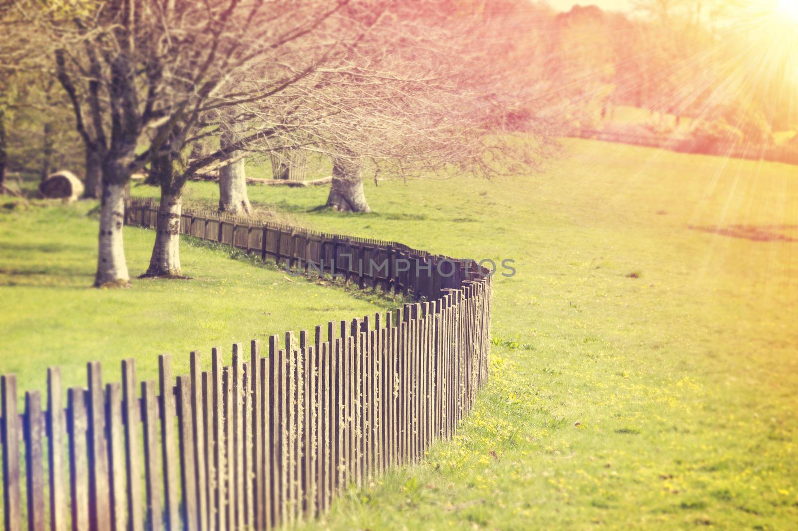 Wooden Fence Early in the Morning