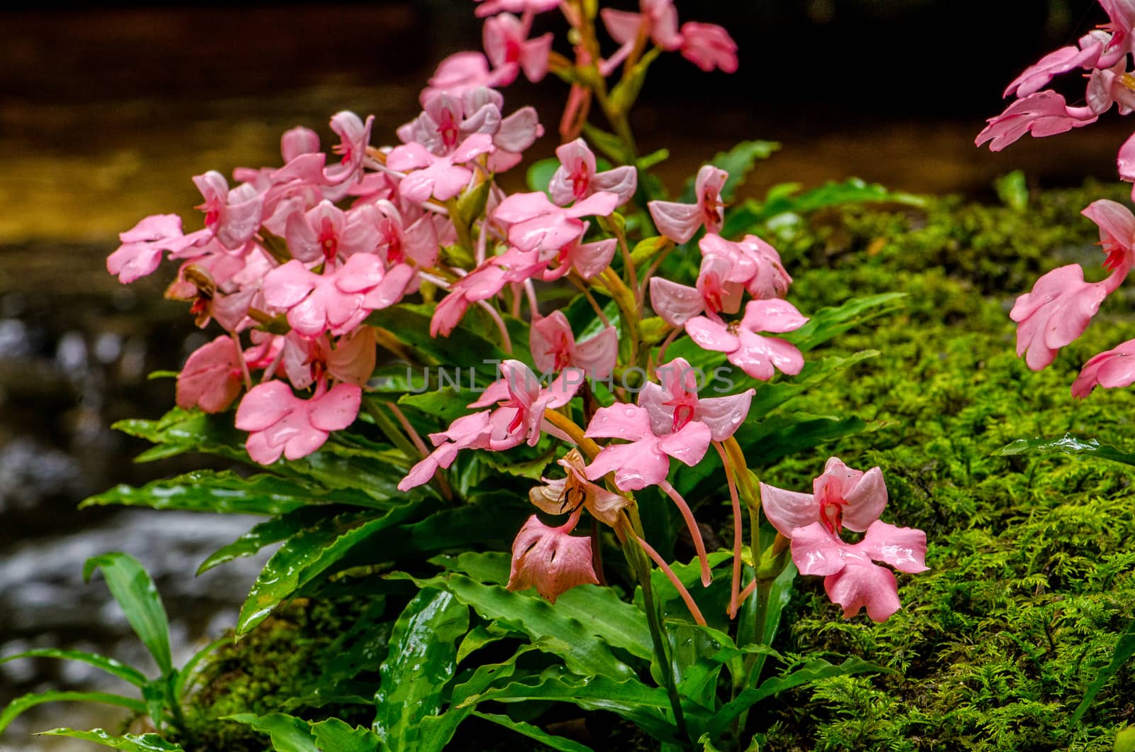 The Pink-Lipped Rhodocheila Habenaria (Pink Snap Dragon Flower) found in tropical rainforests at "Mundeang" waterfall in Phu hin rong kra national park,Phitsanulok province,Thailand,defocused