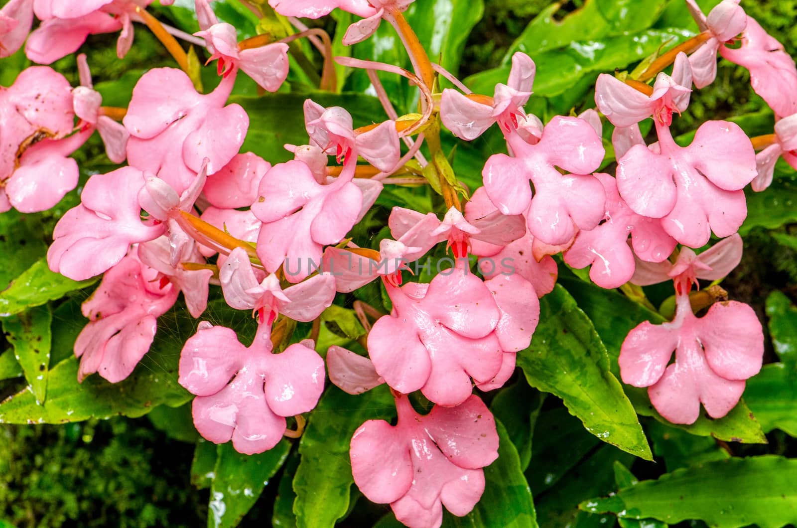 The Pink-Lipped Rhodocheila Habenaria (Pink Snap Dragon Flower)  by chanwity