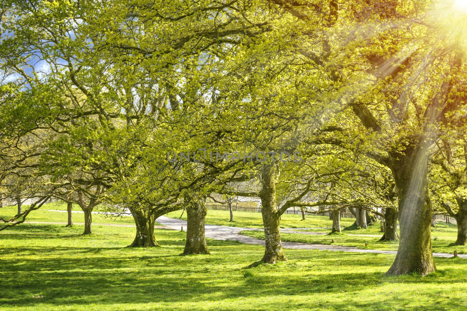 Sunlight in spring park