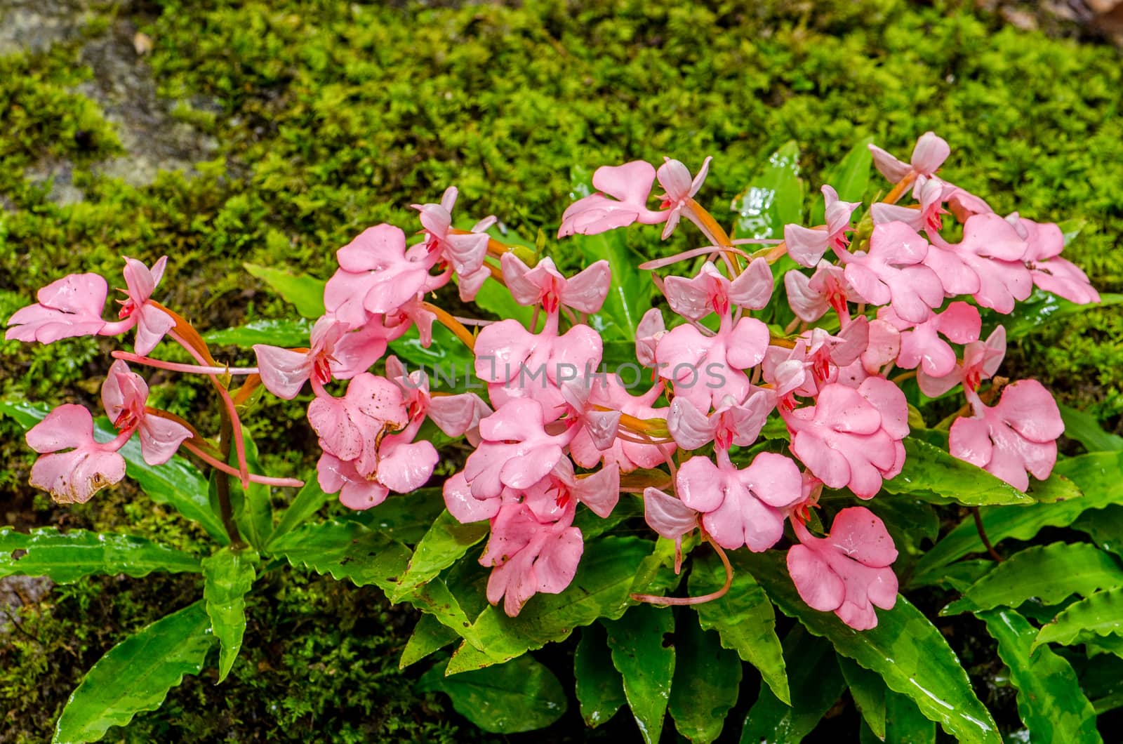 The Pink-Lipped Rhodocheila Habenaria (Pink Snap Dragon Flower) found in tropical rainforests at "Mundeang" waterfall in Phu hin rong kra national park,Phitsanulok province,Thailand,defocused