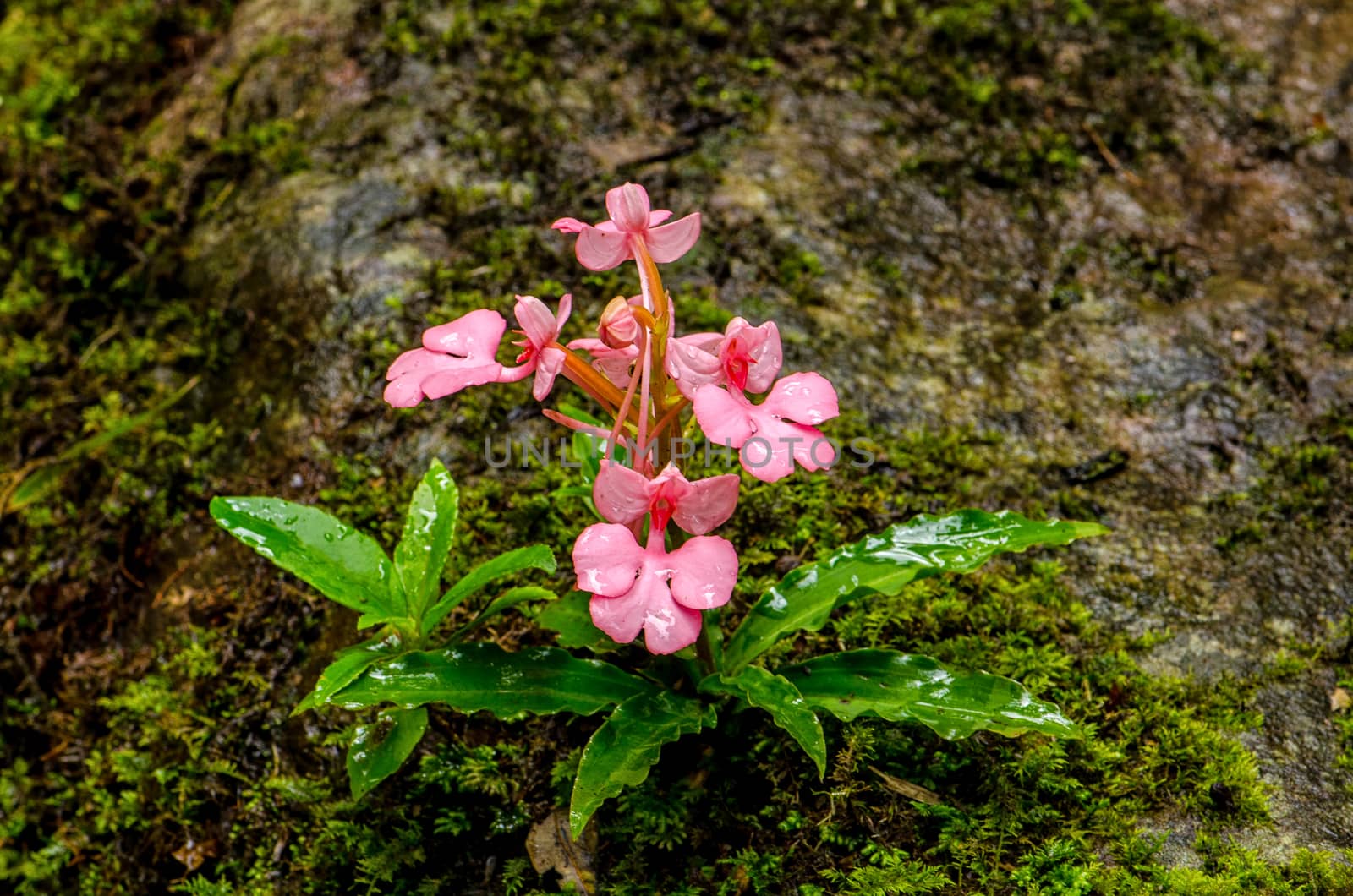 The Pink-Lipped Rhodocheila Habenaria (Pink Snap Dragon Flower) found in tropical rainforests at "Mundeang" waterfall in Phu hin rong kra national park,Phitsanulok province,Thailand,defocused