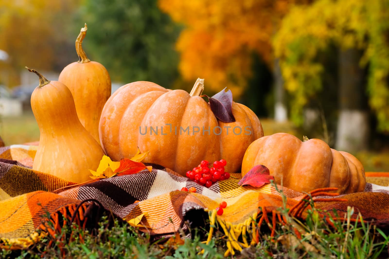 Typical autumn thanksgiving still life with checkered plaid, pumpkins, red berries and yellow leaves