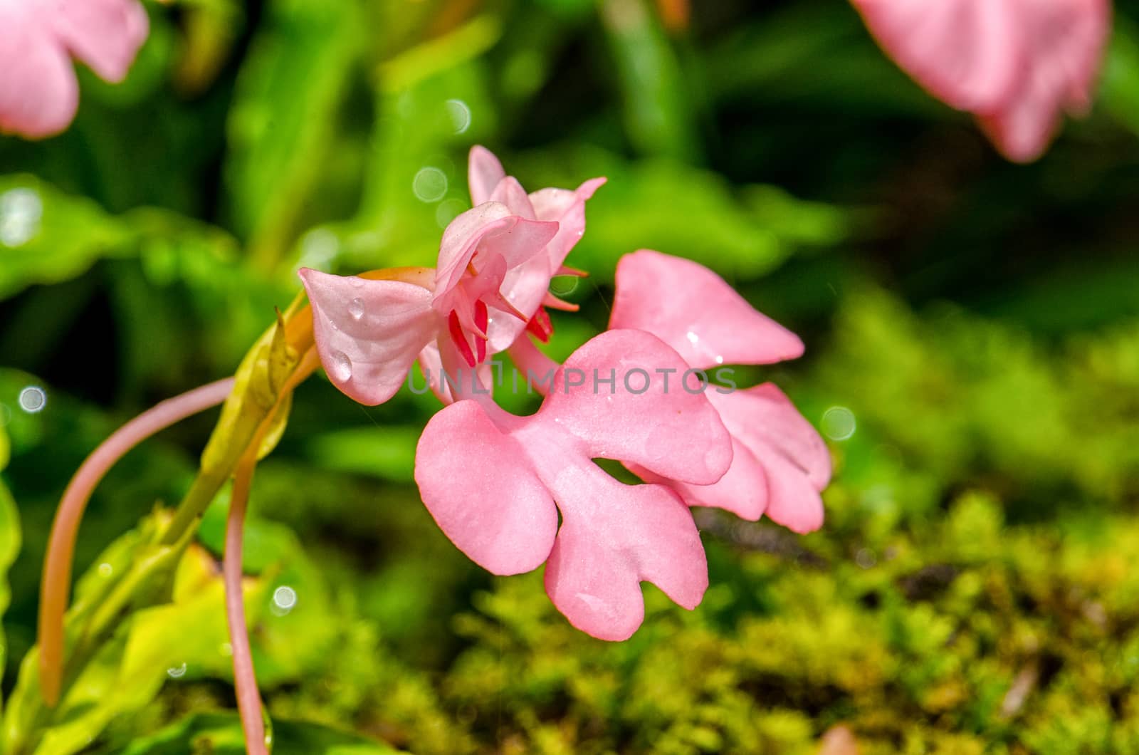 The Pink-Lipped Rhodocheila Habenaria (Pink Snap Dragon Flower) found in tropical rainforests at "Mundeang" waterfall in Phu hin rong kra national park,Phitsanulok province,Thailand,defocused