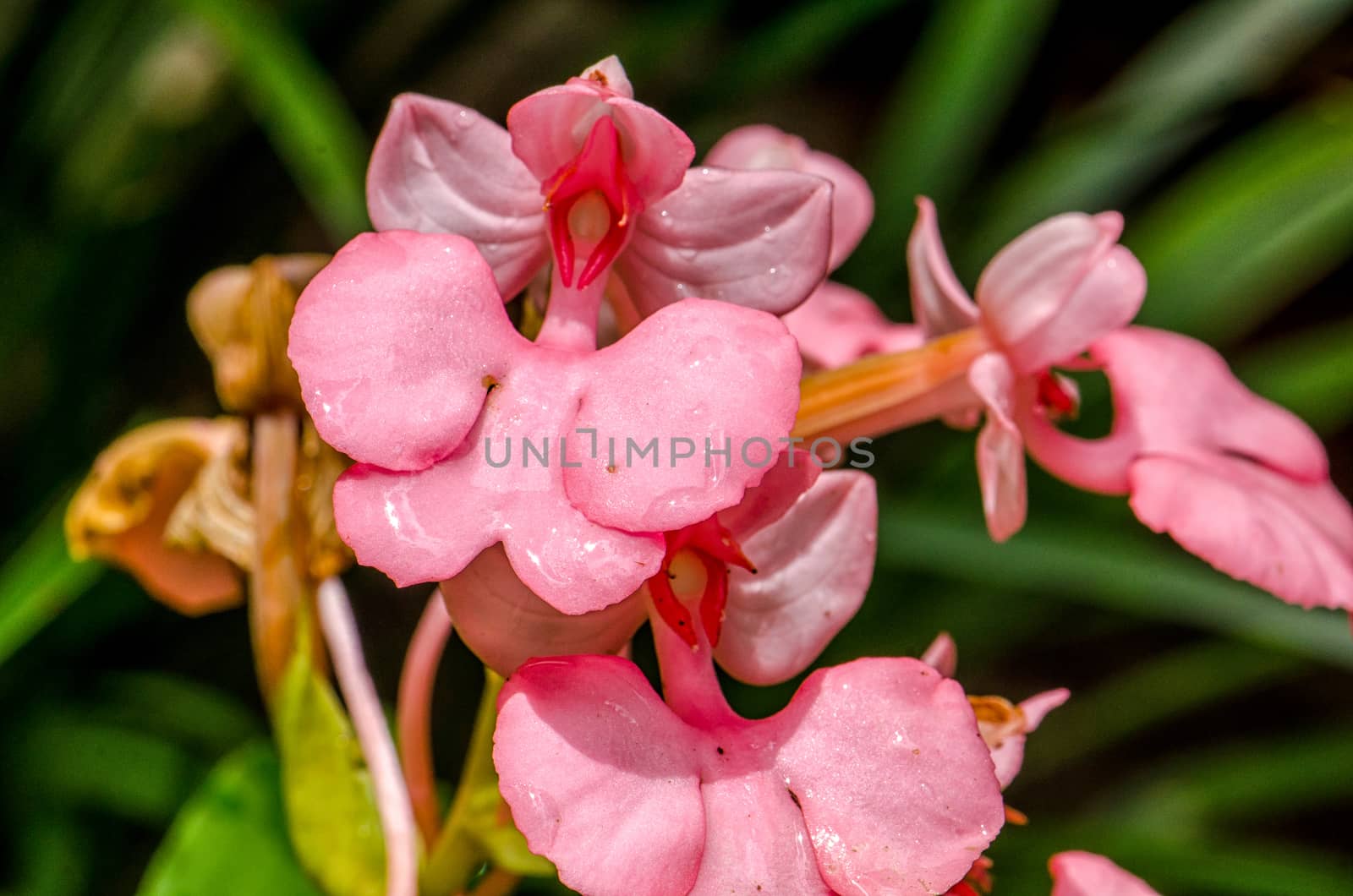 The Pink-Lipped Rhodocheila Habenaria (Pink Snap Dragon Flower)  by chanwity